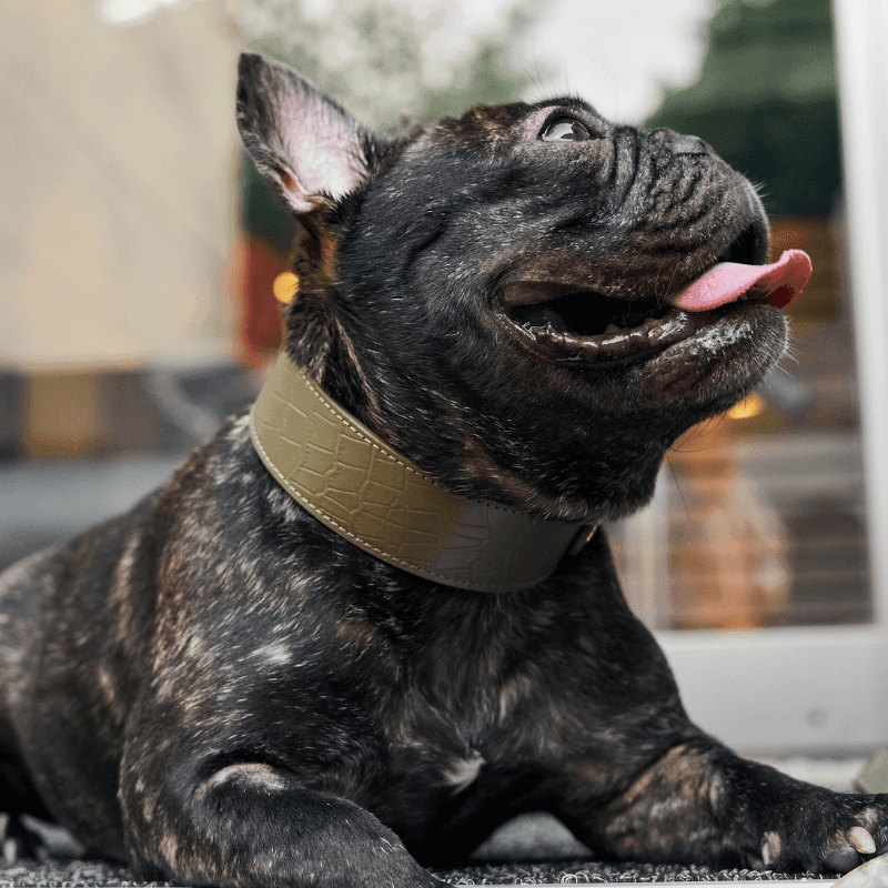 Premium Genuine Emerald Green Leather Dog Collar - Adjustable & Durable for Small Medium Large Dogs - Perfect for Daily Walks, Training & Fashion Accessories