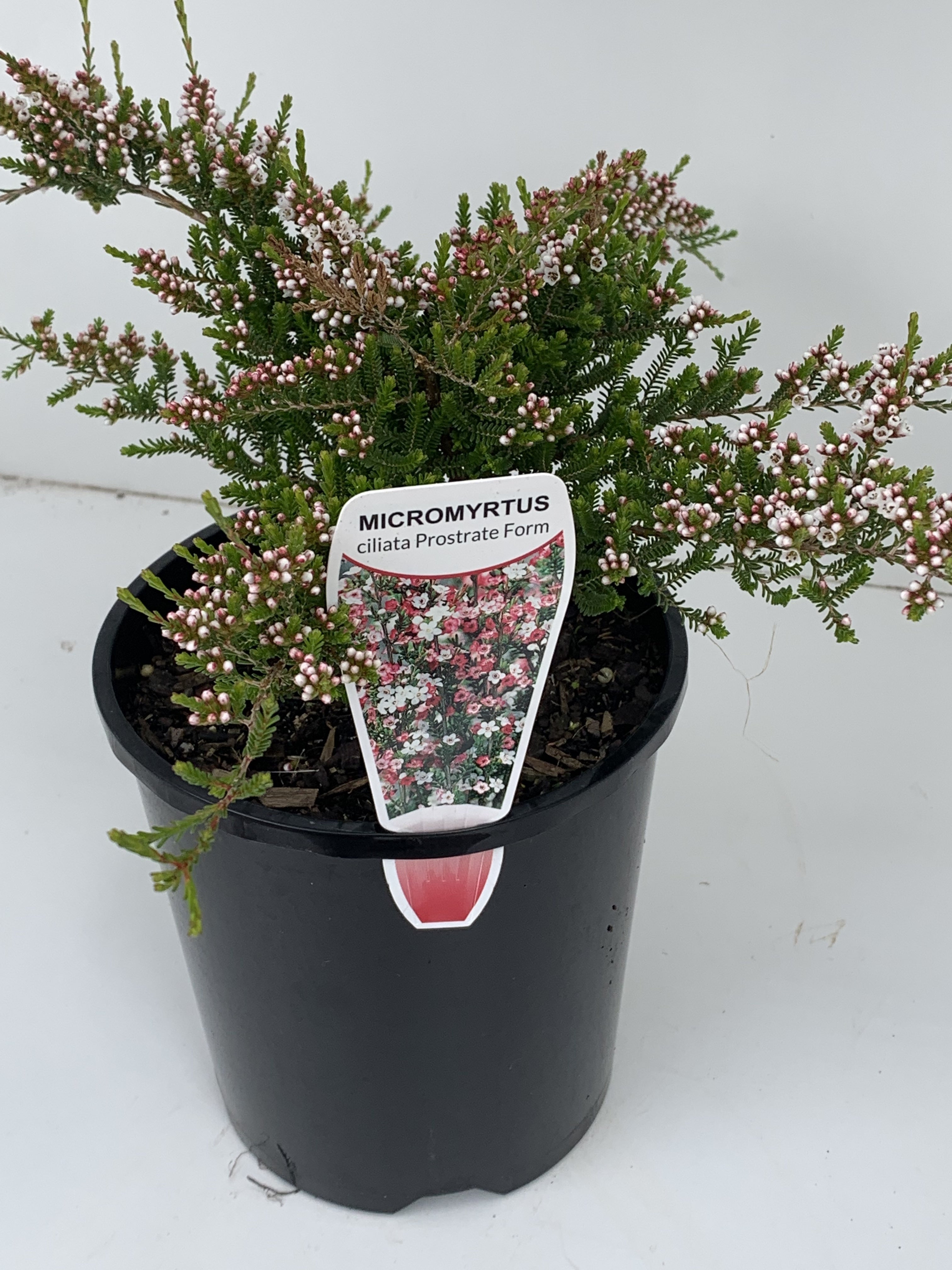 Micromyrtus Ciliata Prostrate Form - Low-Growing Evergreen Ground Cover for Landscaping & Garden Borders