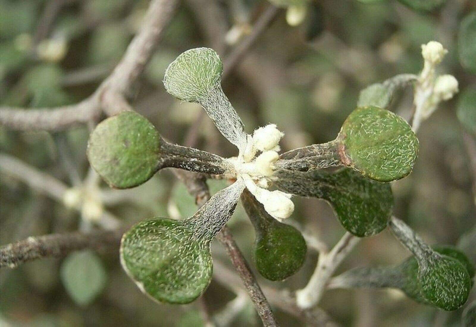 AchmadAnam Corokia Cotoneaster (Wire Netting Bush) Bare Root Plant - 1-2 Year Old Hardy Shrub for Landscaping, Hedges & Bonsai Gardens