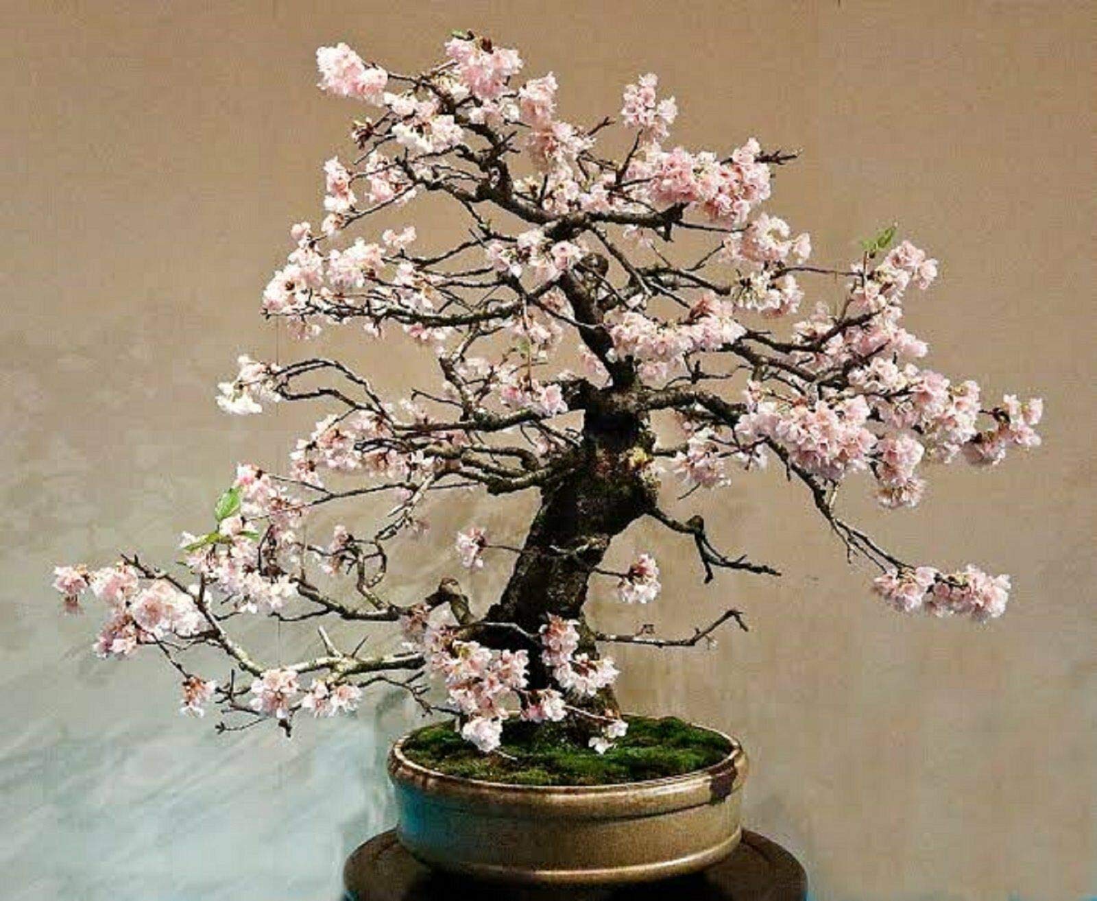 RETS Bonsai White Flowering Crepe Myrtle Seeds (Lagerstroemia Indica) - Indoor Pot Plant, Home & Office Decoration, Gardening Gift Idea