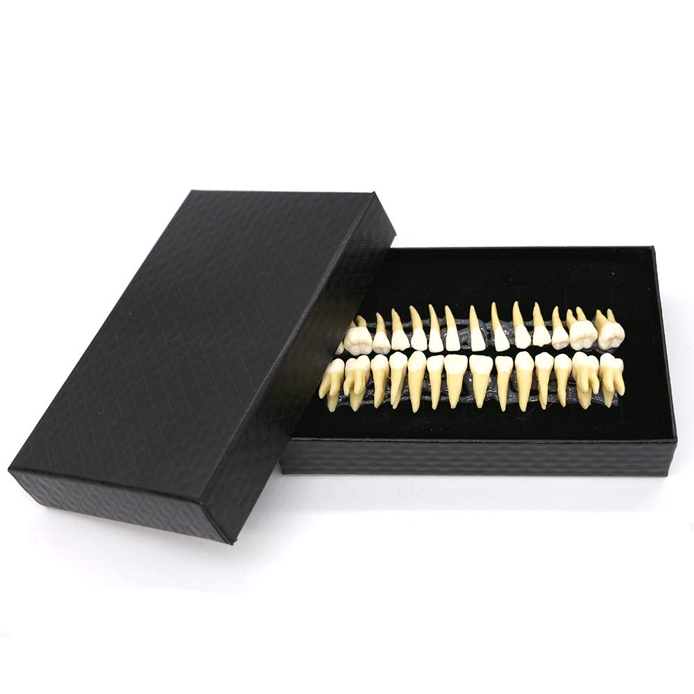 BOMAOER® 28-Piece 1:1 Dental Demonstration Model - Permanent Teeth Teaching Study Kit for Dentists & Students - Perfect for Dental Education, Training & Practice