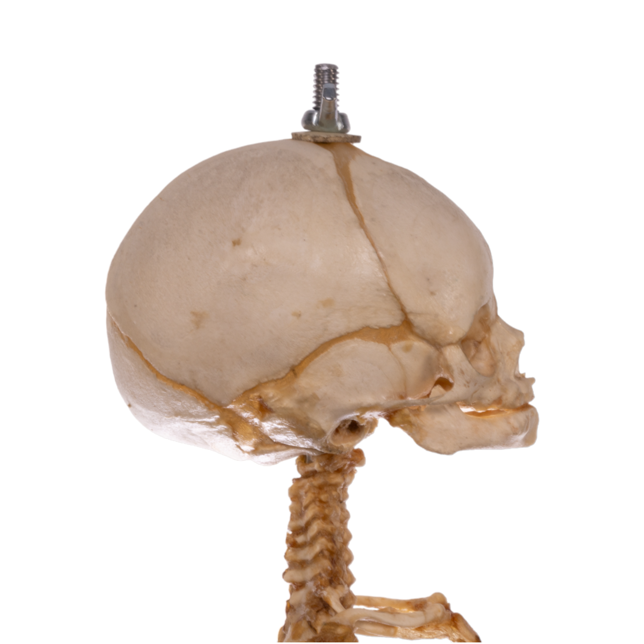 Premium Anatomical Human Fetal Skeleton Model - Medical Research & Education - Perfect for Medical Students, Doctors & Science Classrooms