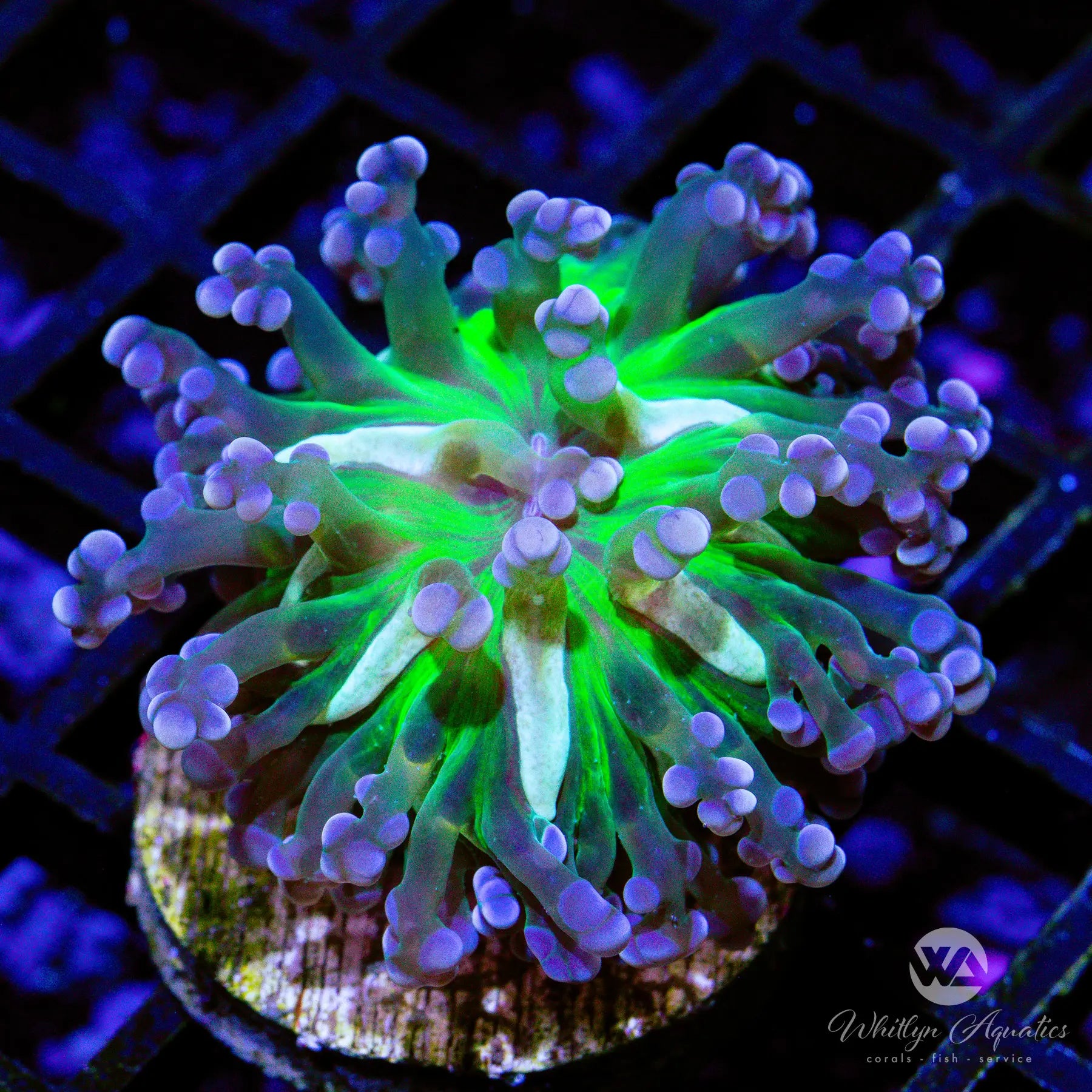 B44 WA Midas Touch Frogspawn Coral - Premium WYSIWYG Live Coral for Saltwater Aquariums | Perfect for Reef Tanks & Coral Propagation