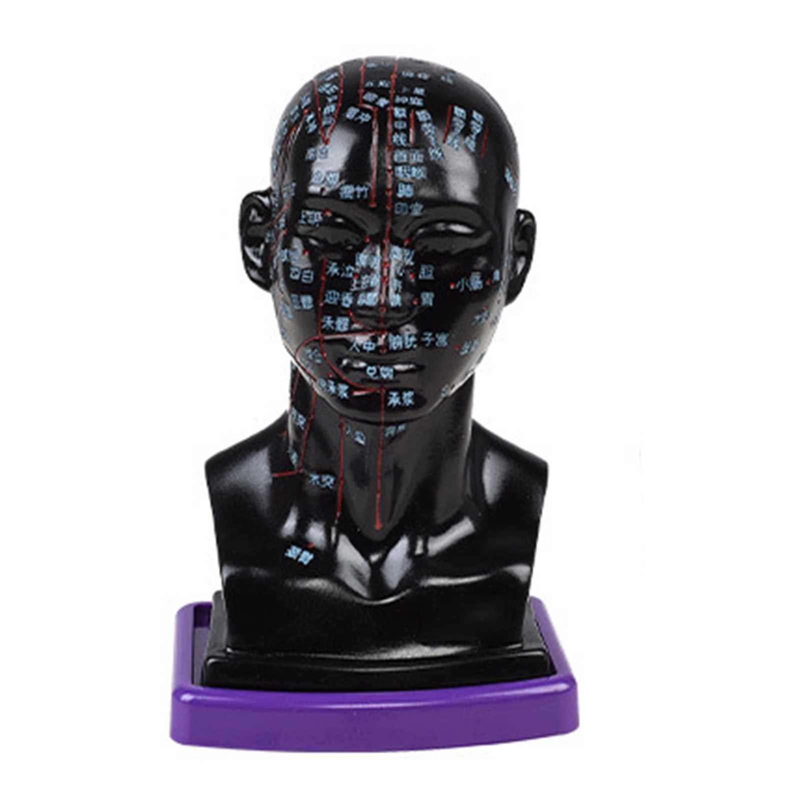 Acupuncture Model - Human Head Acupuncture Learning Tool with Clear Acupuncture Points for Medical Students & Practitioners | Perfect for Acupuncture Training, Classroom Teaching & Clinical Practice