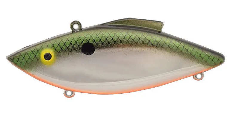 American Shad