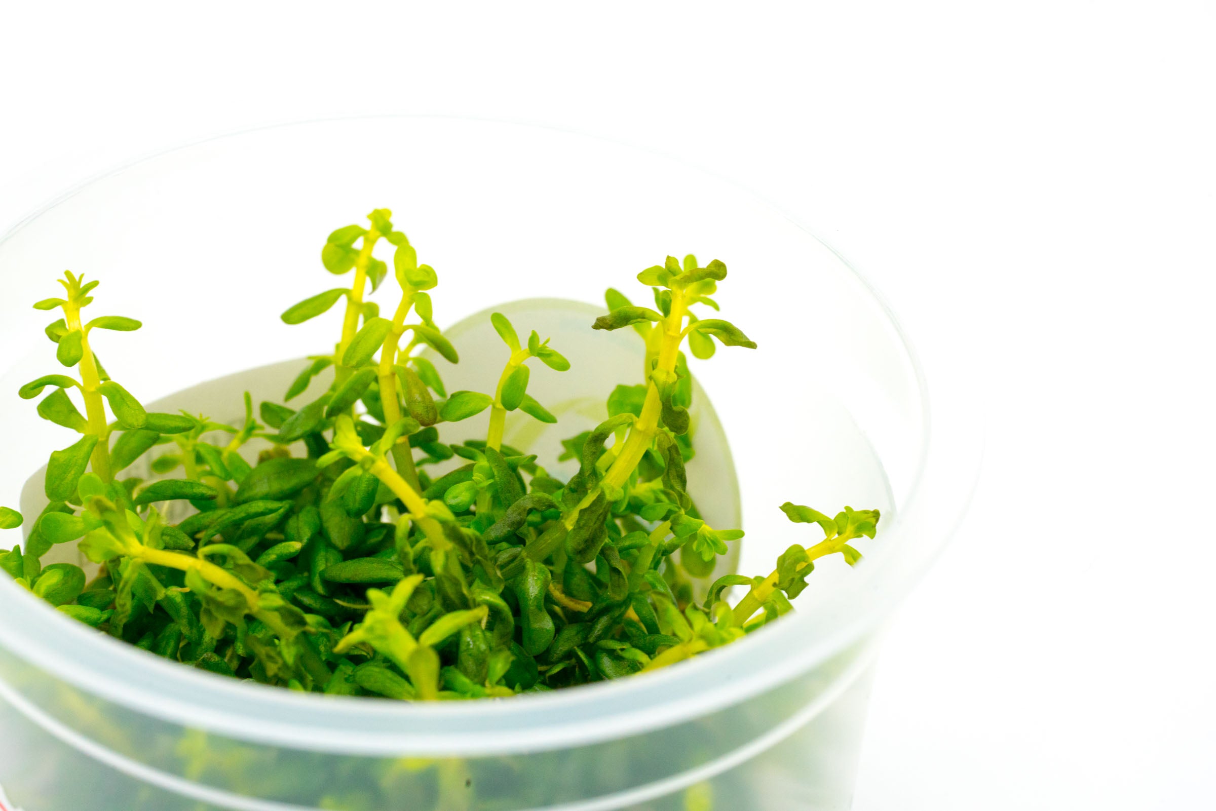 Rotala Rotundifolia Aquatic Plant - Live Freshwater Aquarium Plant for Fish Tanks, Ponds & Aquascaping (Ideal for Beginners & Planted Tanks)