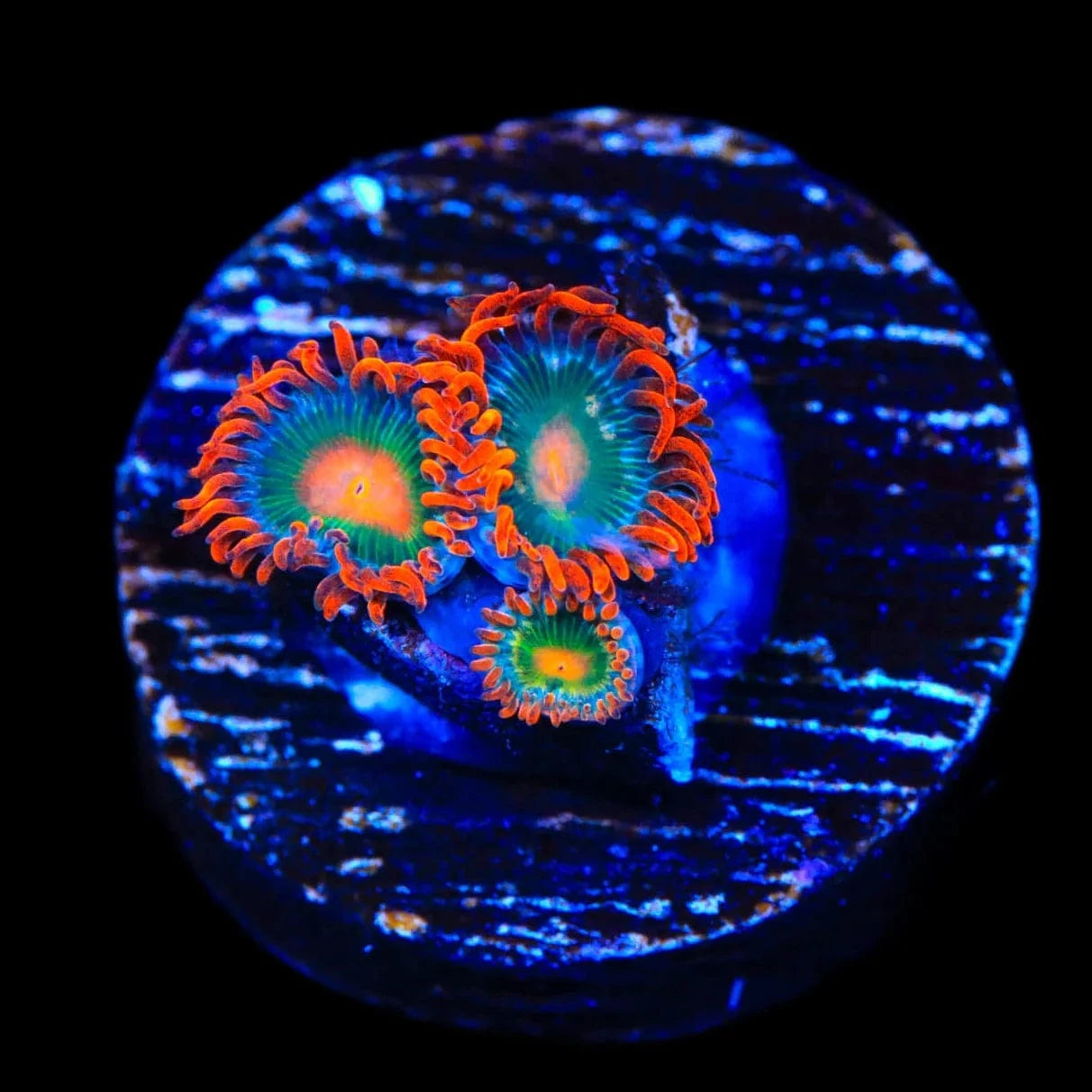 Electric Gatorade Zoanthids Coral - Vibrant Saltwater Aquarium Coral for Reef Tanks | Perfect for Marine Aquascaping & Coral Propagation