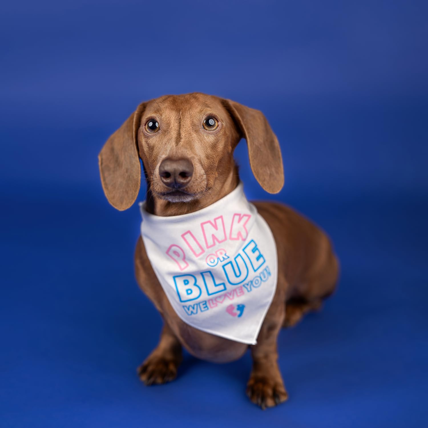 Pink or Blue We Love You Baby Announcement & Gender Reveal Dog Bandana - White One Size (OS 824) - Perfect for Pregnancy Reveals, Gender Parties & Pet Photo Shoots