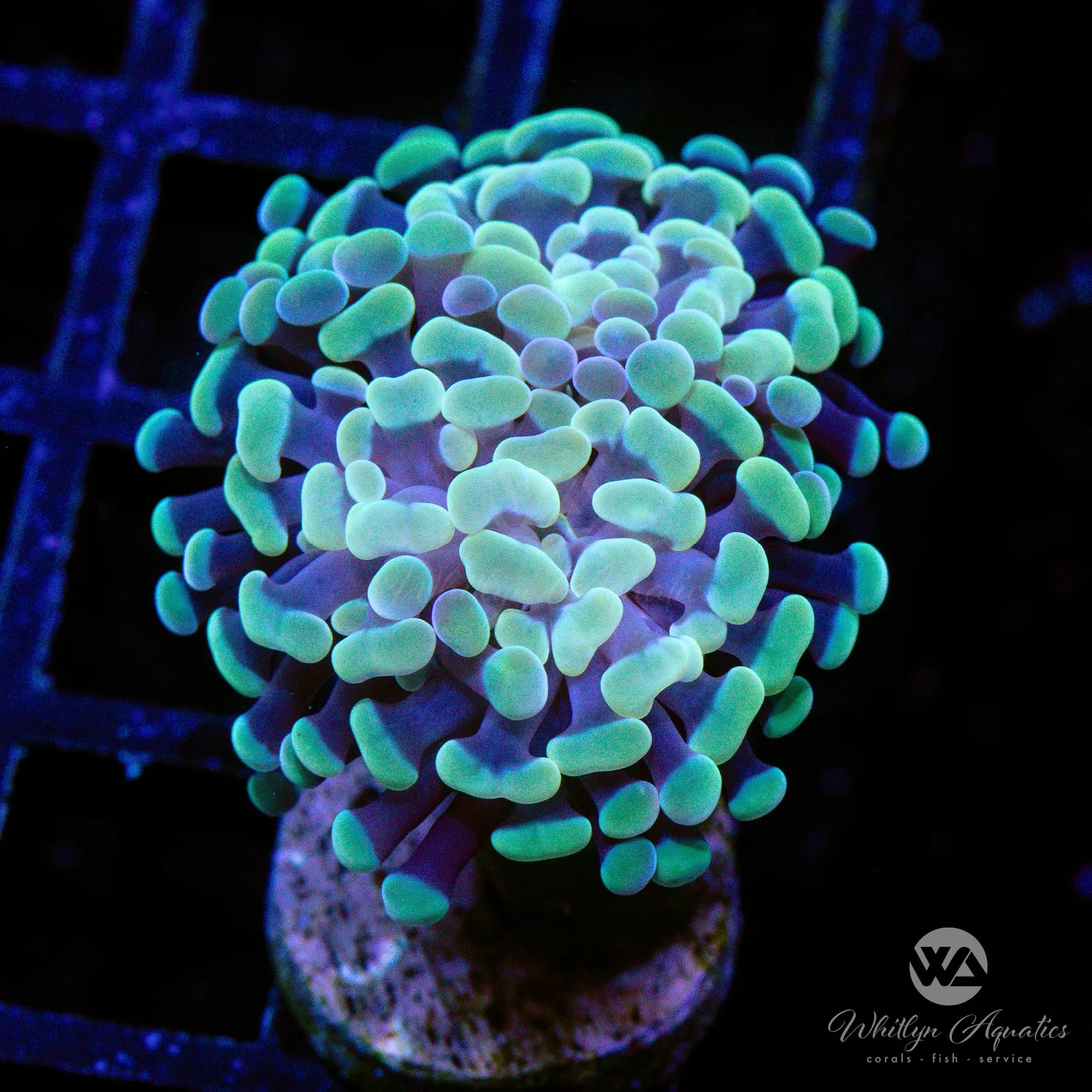 Gold Branching Hammer Coral for Saltwater Aquariums - WYSIWYG Live Coral for Reef Tanks, Marine Aquascaping, and Coral Propagation