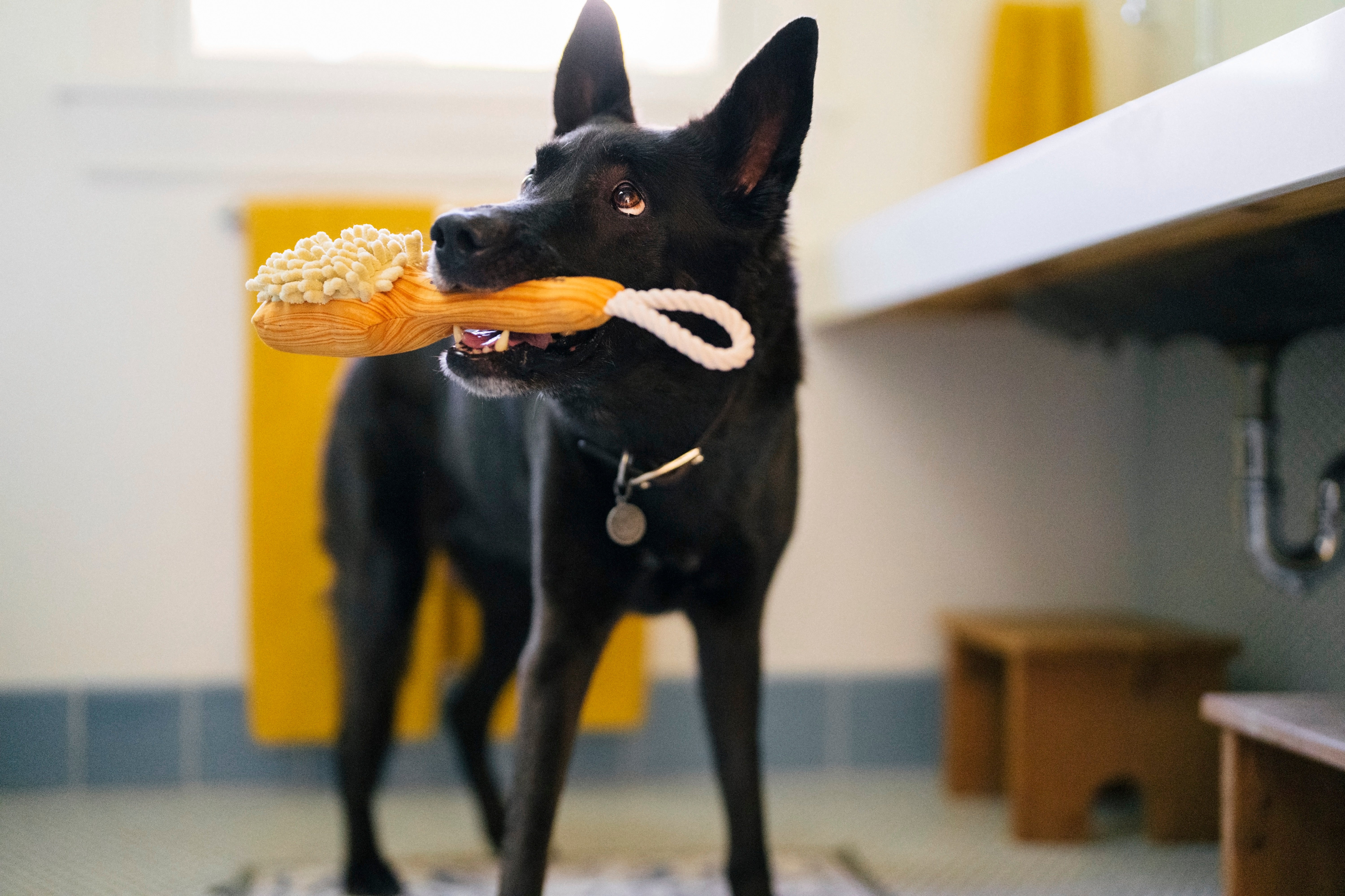Splish Splash™ Dog Chew Toy - Plush Squeaky Barking Brush for Puppies & Small Dogs | Interactive Play, Teething Relief & Bath Time Fun | Pet P.L.A.Y.