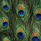 Peacock Feather
