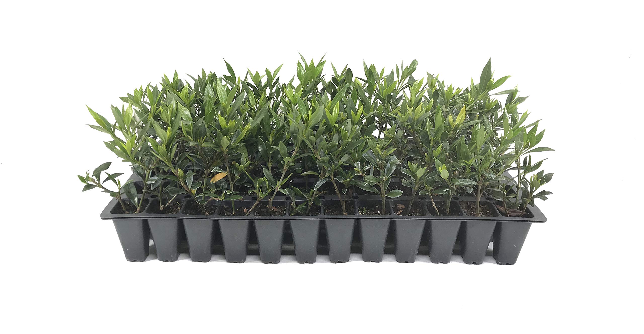 Frostproof Gardenia Jasminoides - 10 Live Plants for Outdoor Landscaping - Fragrant White Blooming Shrubs - Perfect for Garden Borders, Patio Decor & Aromatic Gardens
