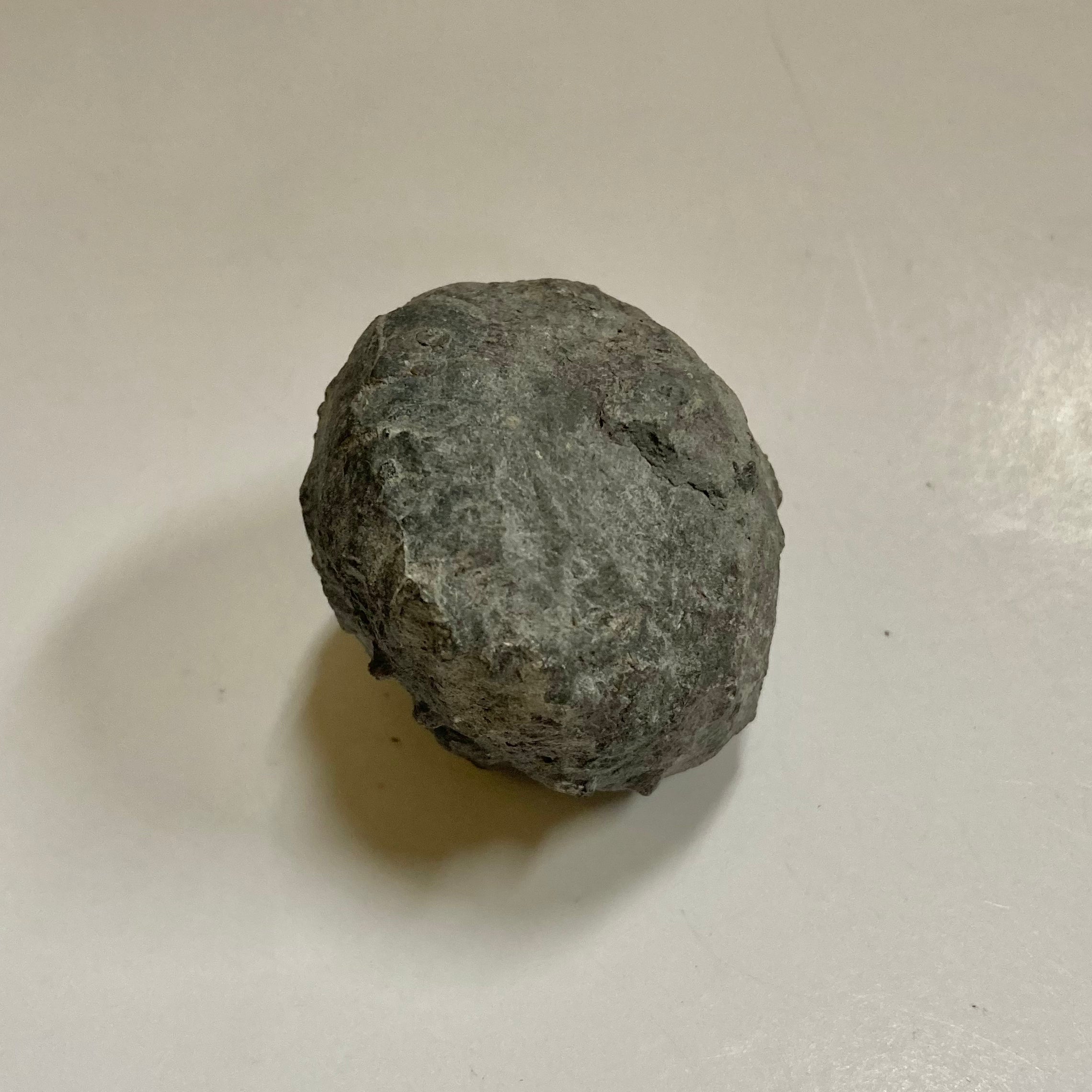 Fossil Crinoid Calyx - Pithocrinus Cooperi Specimen for Collectors | Perfect for Paleontology Displays & Educational Use