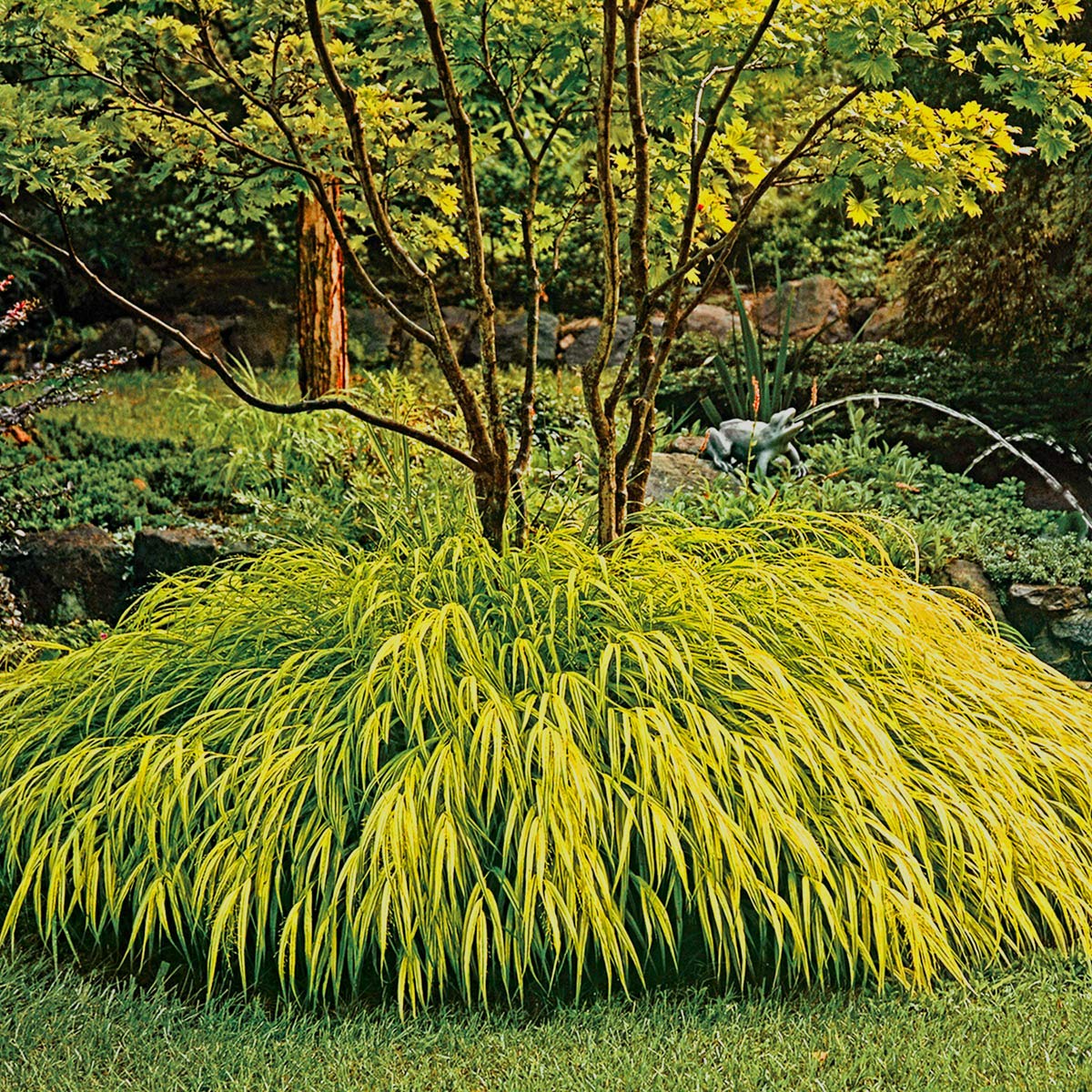 Gold Japanese Forest Grass (Hakonechloa Macra) Bare Root Perennial Plant - Shade Loving Ornamental Grass for Landscaping, Borders & Container Gardens