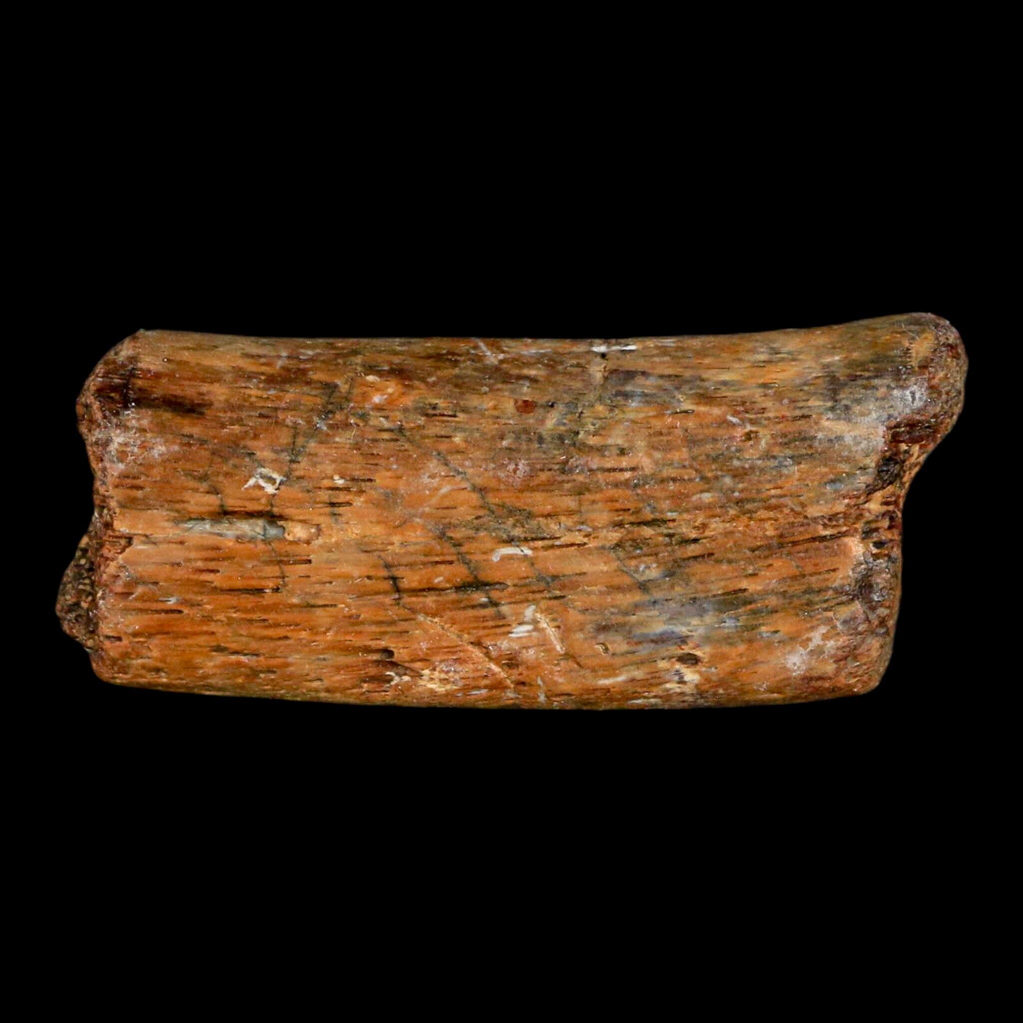 2 Authentic Mosasaur Fossil Rib Section - Cretaceous Dinosaur Era Fossil from Texas Ozan Formation with COA | Rare Prehistoric Marine Reptile Specimen for Fossil Collectors, Museum Displays & Educational Purposes