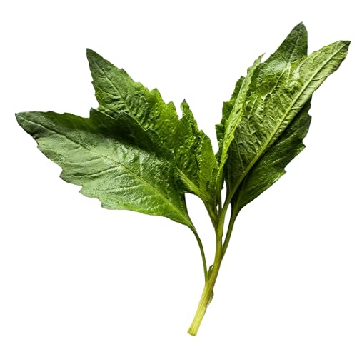 epazote