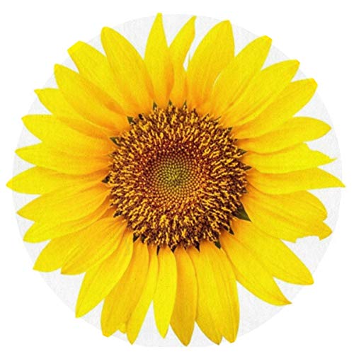 Yellow Sunflower Blossom