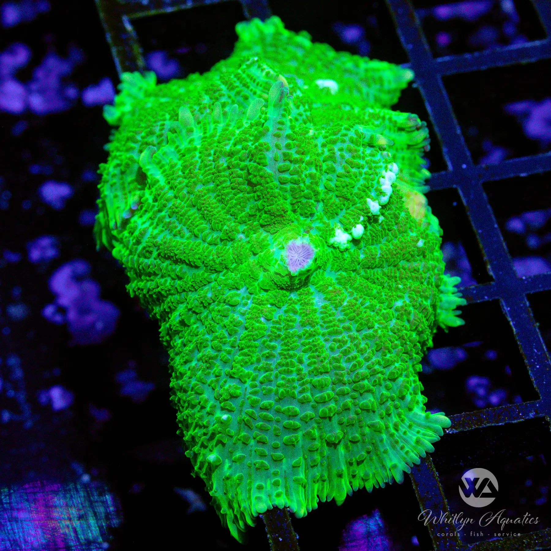 Premium B12 WA Jolly Green Rhodactis Mushroom Coral - WYSIWYG Live Coral for Saltwater Aquariums | Perfect for Reef Tanks & Marine Displays