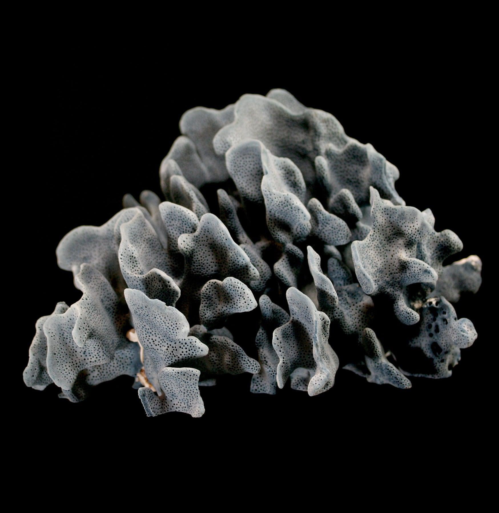 Premium Blue Heliopora Coerulea Coral for Saltwater Aquariums - Vibrant Live Coral for Reef Tanks & Marine Aquascaping