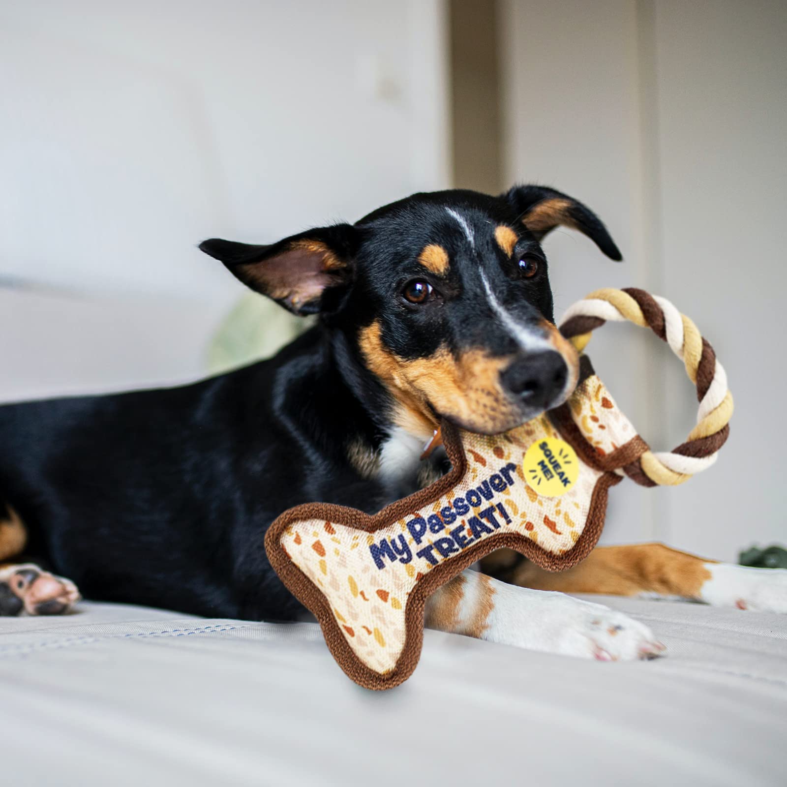 Rite Lite Chewdaica Passover Squeaky Dog Toy - Matzah Pattern Chew Bone for Dogs | Perfect Passover Gift for Dog Owners | Fun Holiday Playtime & Training Reward