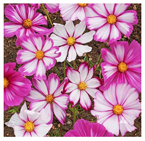 1000 Cosmos Candystripe Flower Seeds - Long Blooming Annuals for All Growing Zones (4-5 Feet Tall) - Perfect for Garden Borders, Cut Flowers & Pollinator Gardens