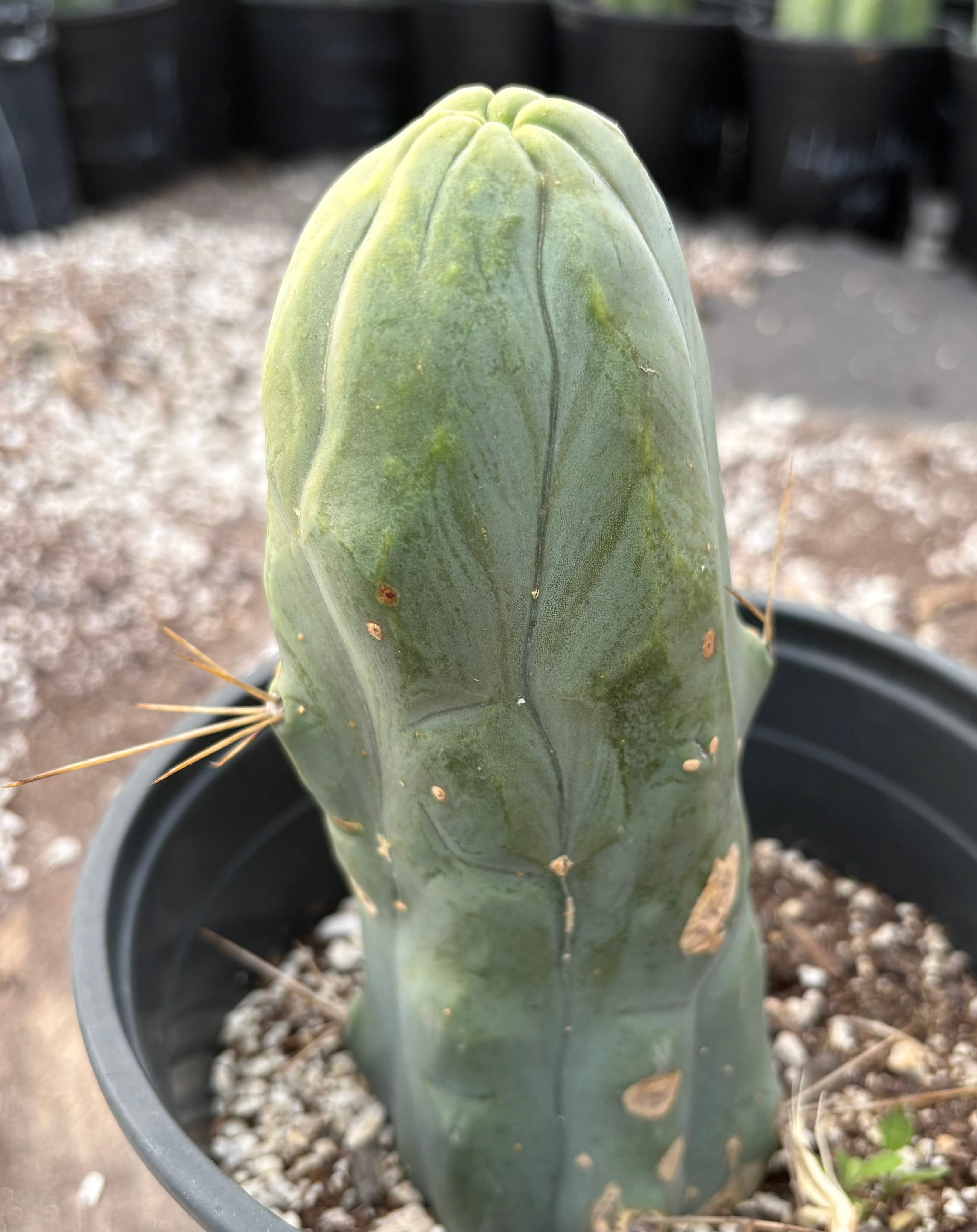 Exact Trichocereus Bridgesii Monstrose Penis Cactus - Long Form 6.5 Inch - Rare Succulent for Home Decor, Desert Gardens & Unique Plant Collections