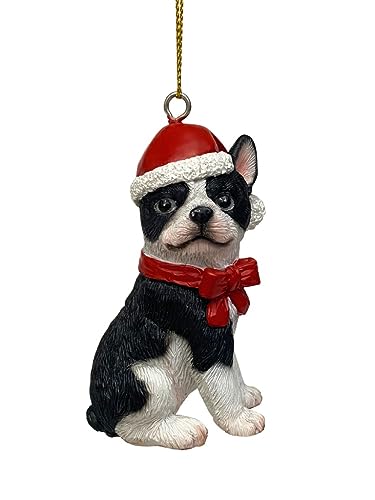 Blk/Wh Frenchie
