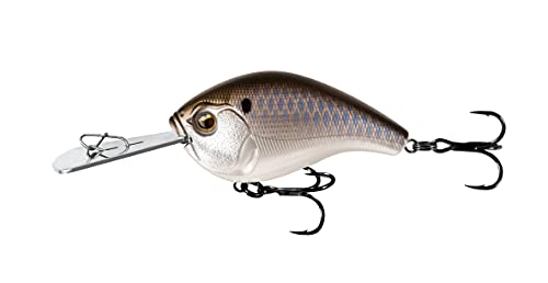 Black Back Shad