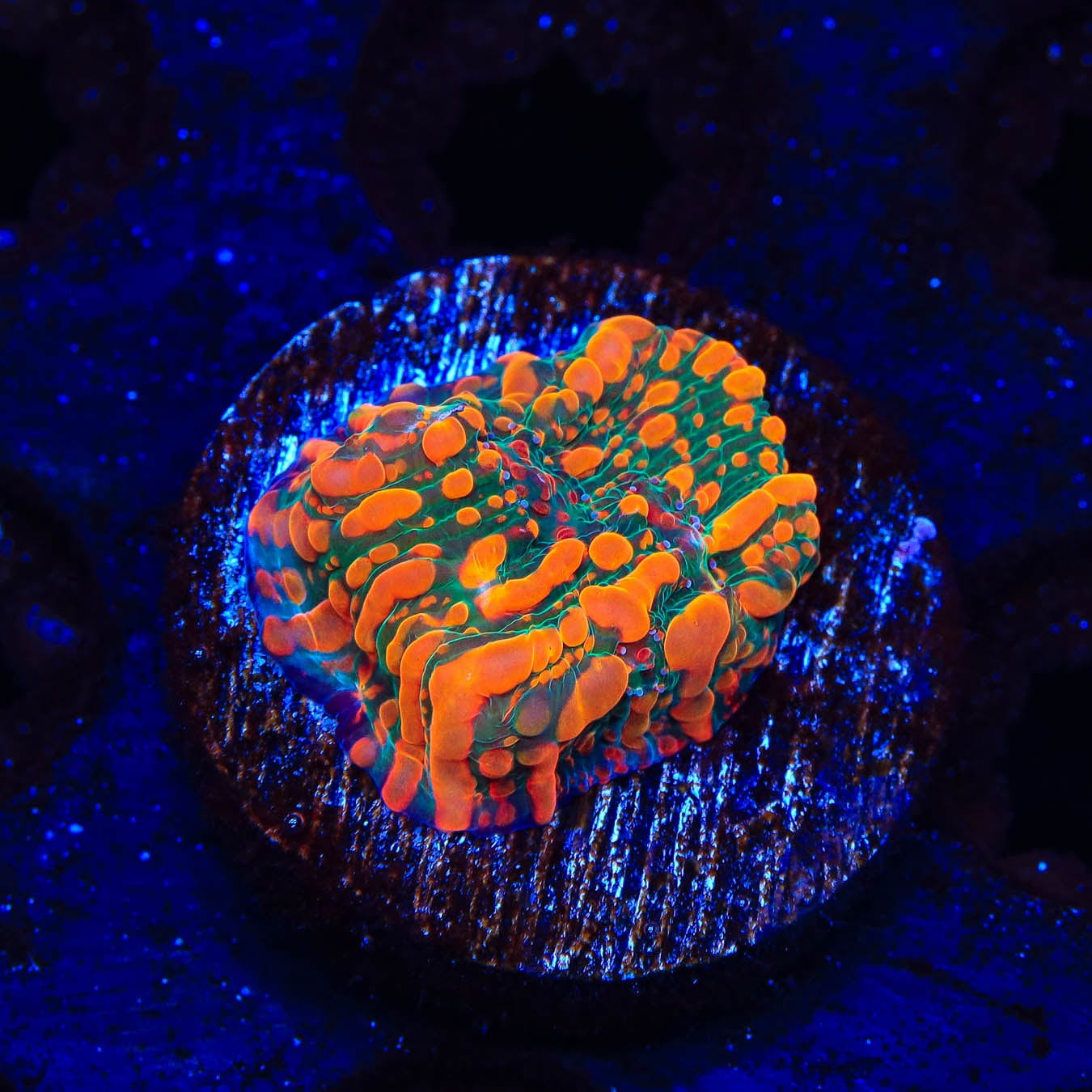 CC Cloudberry Chalice Coral - Premium Saltwater Aquarium Coral for Reef Tanks | Perfect for Marine Tank Decoration & Coral Propagation