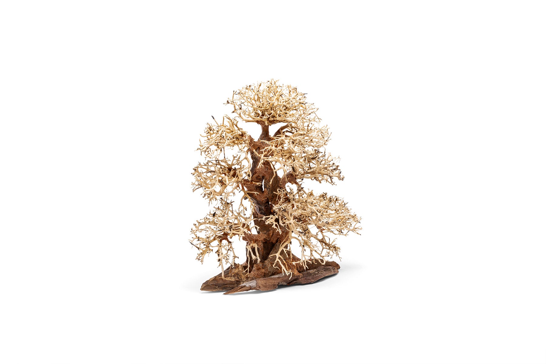UNS Bonsai 002 - Premium Miniature Bonsai Tree for Home & Office Decor | Perfect Gift for Plant Lovers, Zen Garden & Indoor Gardening Enthusiasts