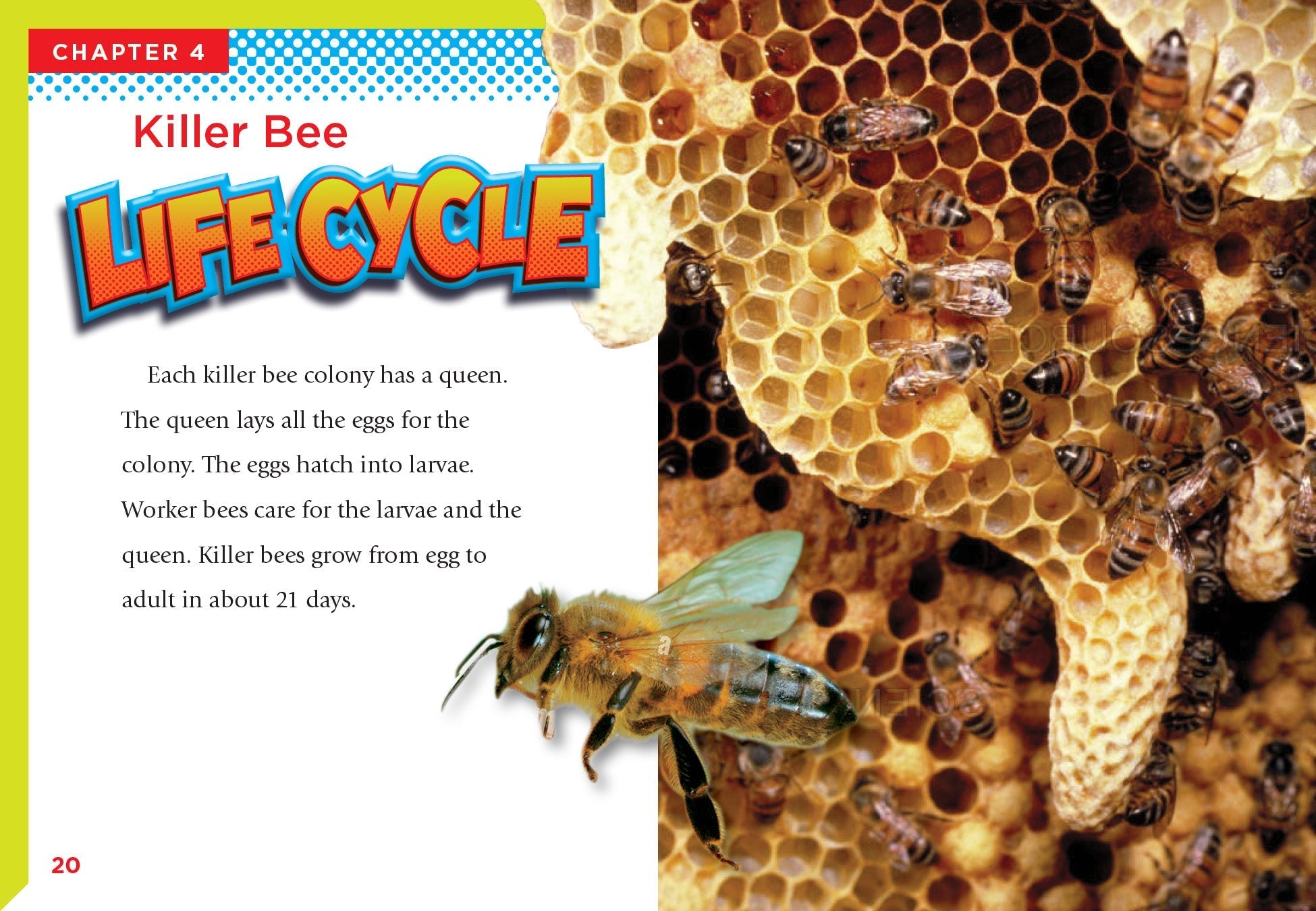 Killer Bees Book 9781623105785 - Learn About Aggressive Honeybees, Nature & Wildlife Education - Perfect for Students, Teachers & Nature Enthusiasts