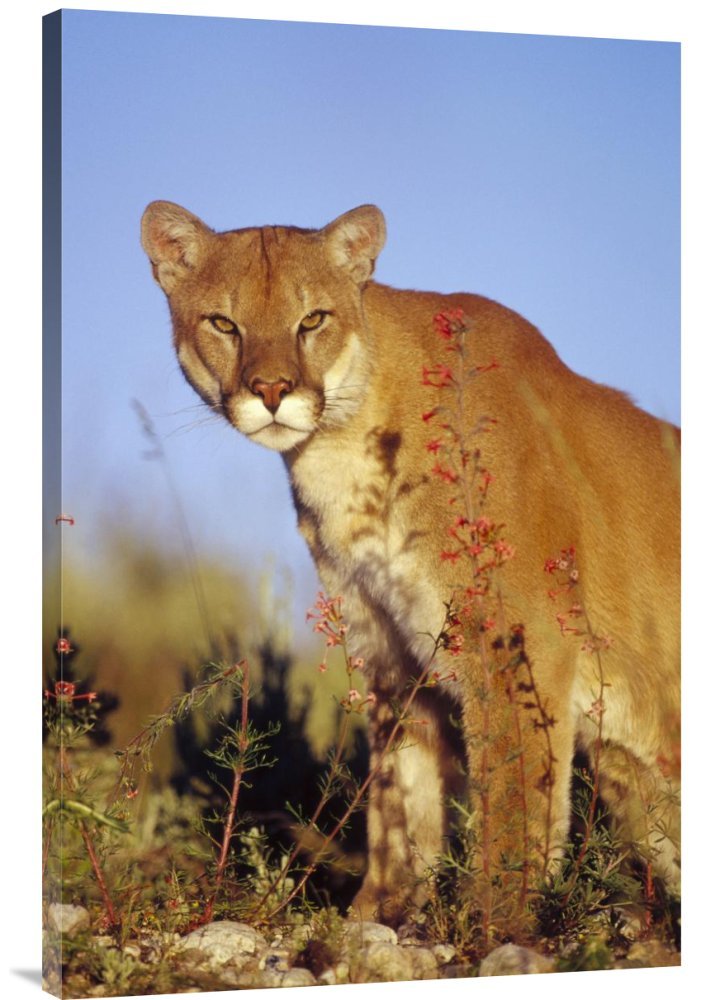 Tim Fitzharris Mountain Lion Portrait - Premium Giclee Canvas Wall Art Print | North America Wildlife Decor | Living Room, Office & Bedroom Wall Decor