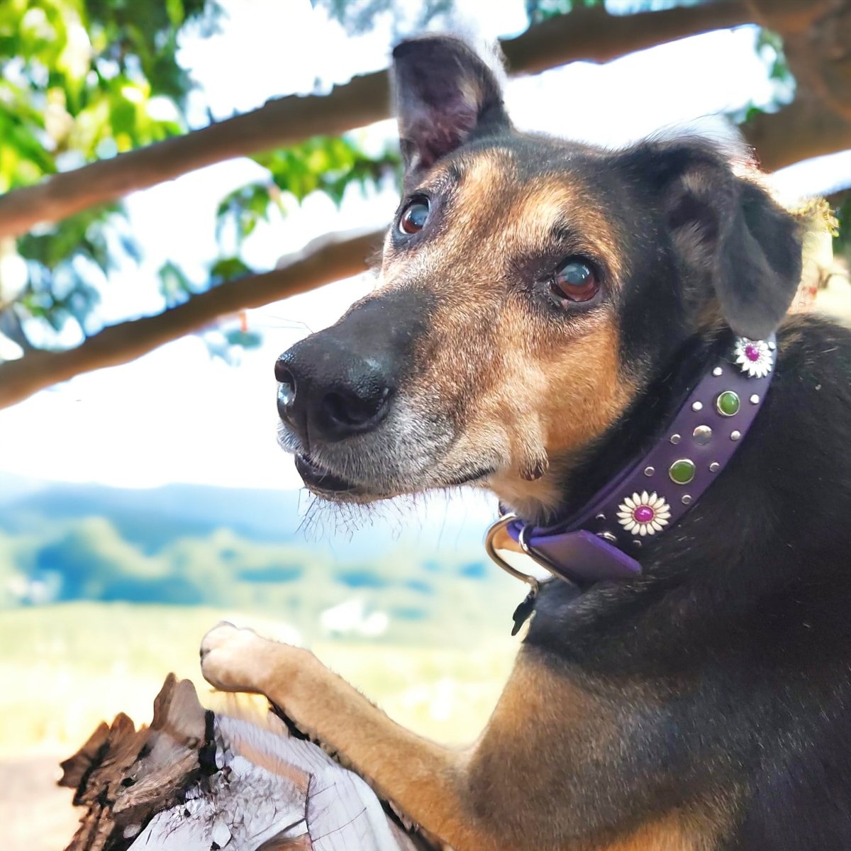 Premium Purple Dog Collar - Kalina Soft Nylon Pet Collar with D-Ring | Perfect for Walking, Training & Outdoor Adventures