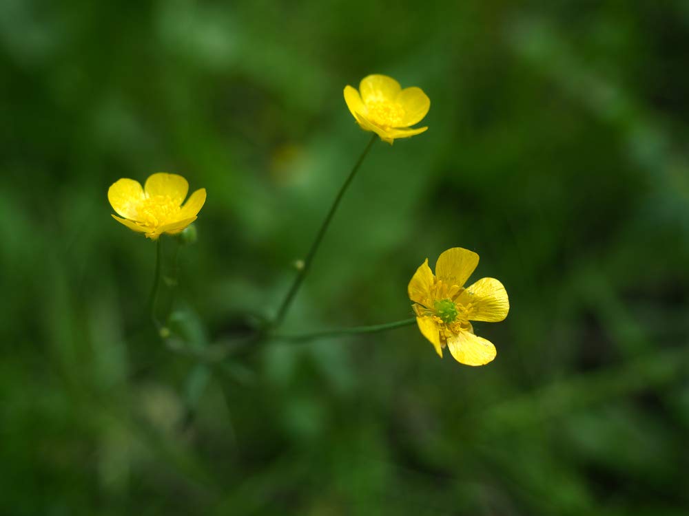 Western Buttercup Flower Seeds (Ranunculus occidentalis) - 500+ Non-GMO Heirloom Seeds Per Packet by Isla's Garden Seeds | Long Blooming Wildflowers for Home Gardens, Landscaping & DIY Floral Gifts