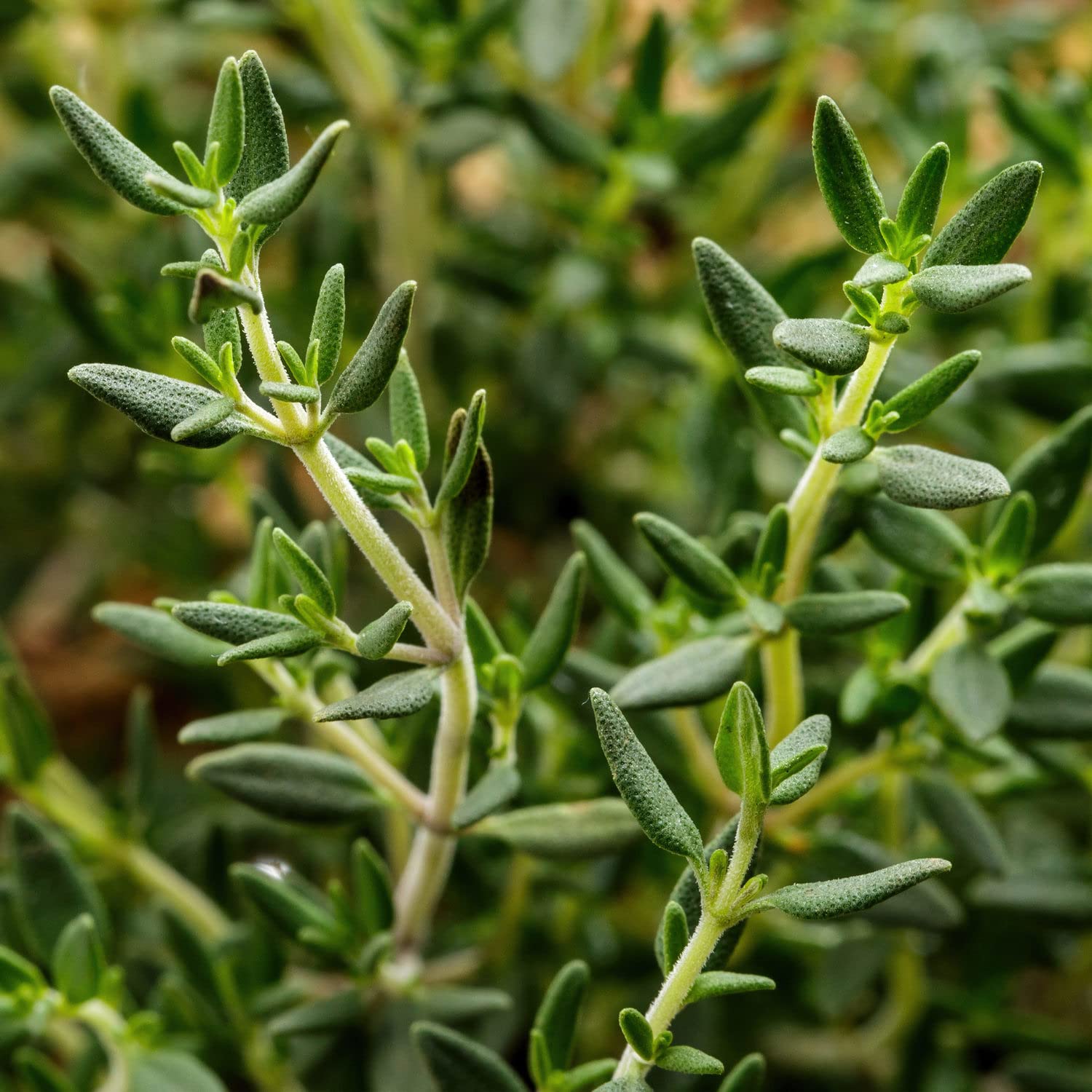 Bonnie Plants English Thyme 19.3 oz. 4-Pack - Fresh Culinary Herbs for Cooking, Seasoning & Tea - Perfect for Kitchen Gardens, Mediterranean Dishes & Aromatherapy