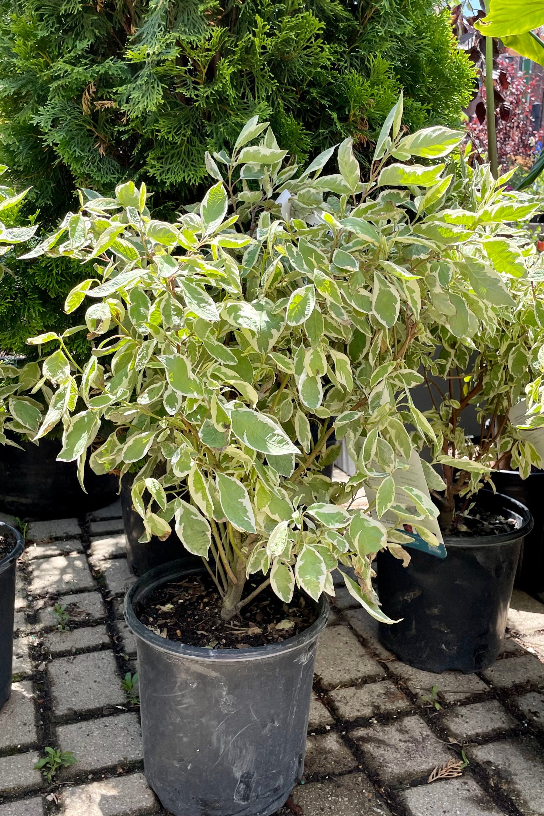 Ivory Halo Dogwood (Cornus alba) - #2 Container Size | Beautiful Variegated Foliage & Red Stems | Perfect for Landscaping, Hedges, and Winter Gardens