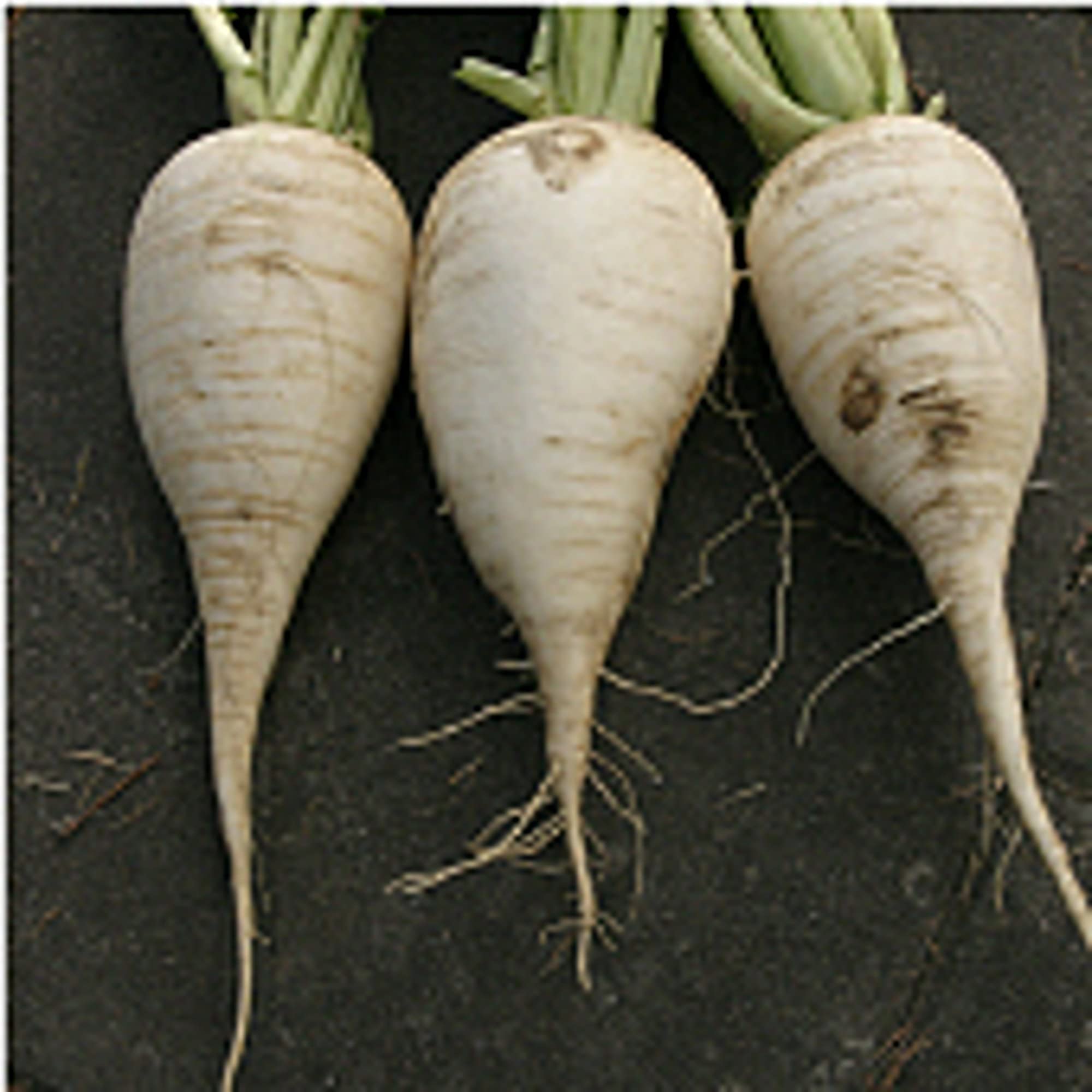 Organic German Beer Radish Seeds (20+ Seeds) | Non-GMO Heirloom Variety | Fast-Growing Vegetable Seeds for Home Garden, Greenhouse & Container Planting | Perfect for Salads, Pickling & German Cuisine