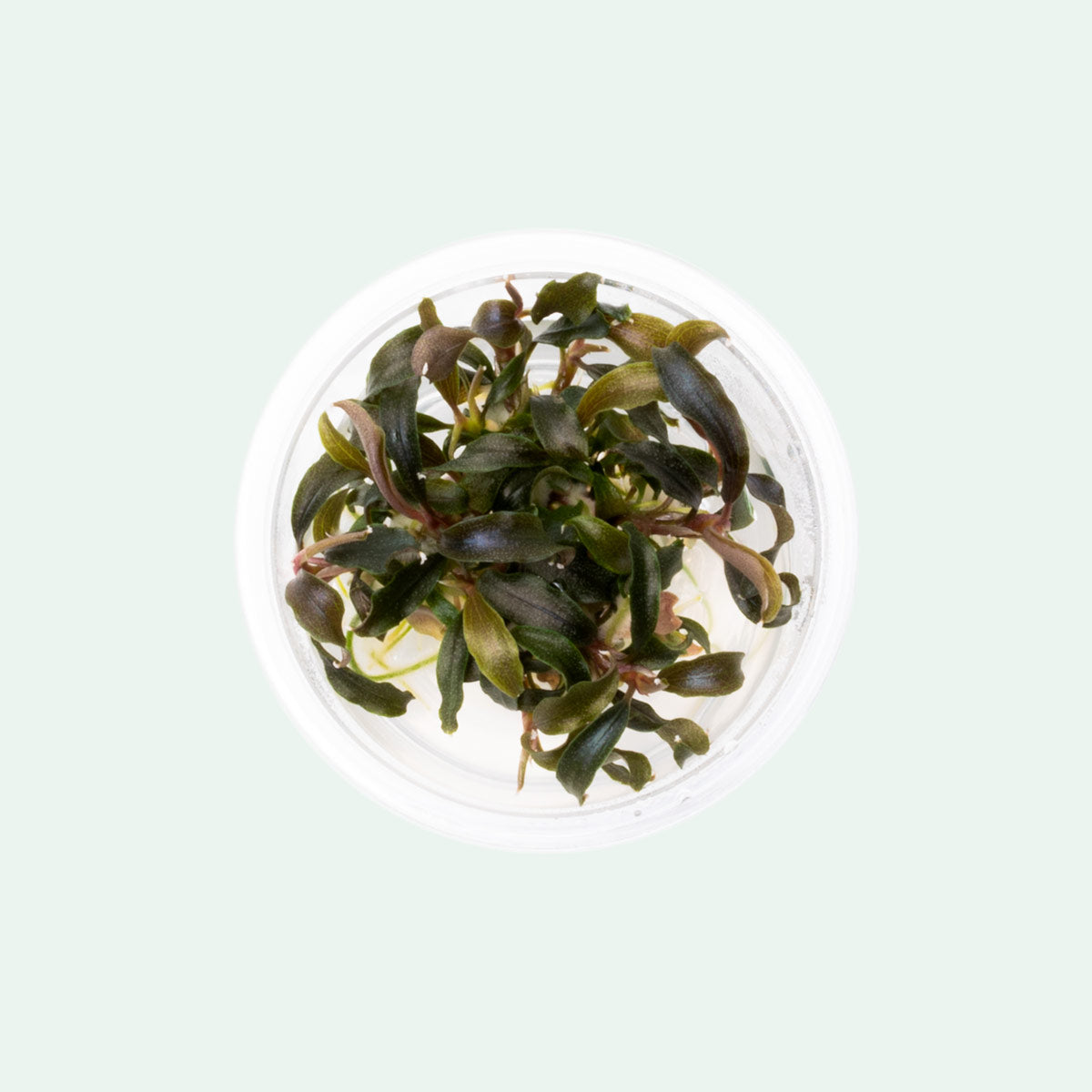 Bucephalandra Kedagang Mini Black Aquatic Plant for Aquarium - Perfect for Nano Tanks, Aquascaping & Shrimp Tanks