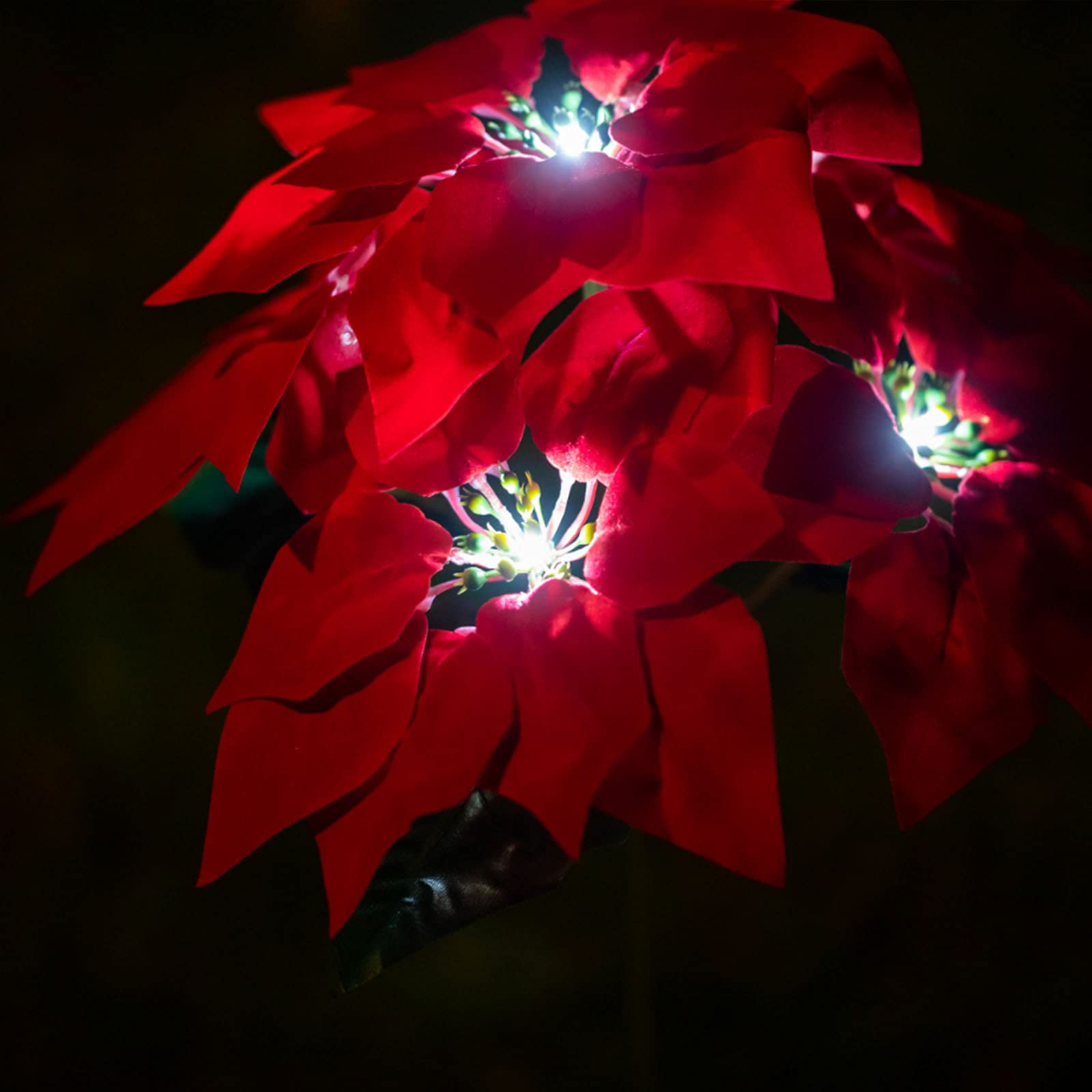 Solar Powered Outdoor Flower Lights - 2 Pack Waterproof LED Poinsettia & Rose Stake Lights for Garden, Yard, Patio, Pathway Decor | Christmas Holiday Decoration | Perfect for Landscape Lighting, Wedding Decor, and Festive Ambiance