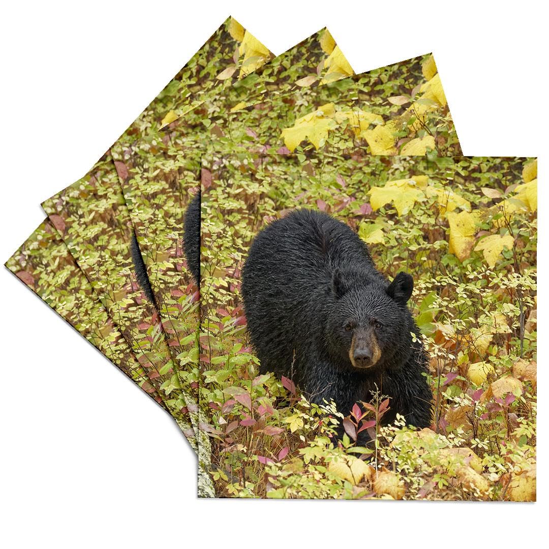 3dRose Black Bear in Autumn Foliage Yellowstone National Park Ceramic Tile Coasters - Set of 4, Nature-Themed Drink Coasters for Home, Office, or Cabin Decor
