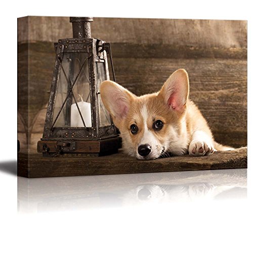 Cardigan Welsh Corgi Puppy