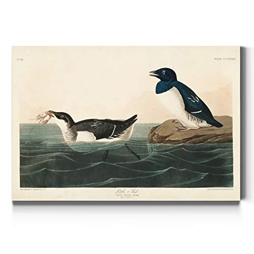 Audubon - Little Auk