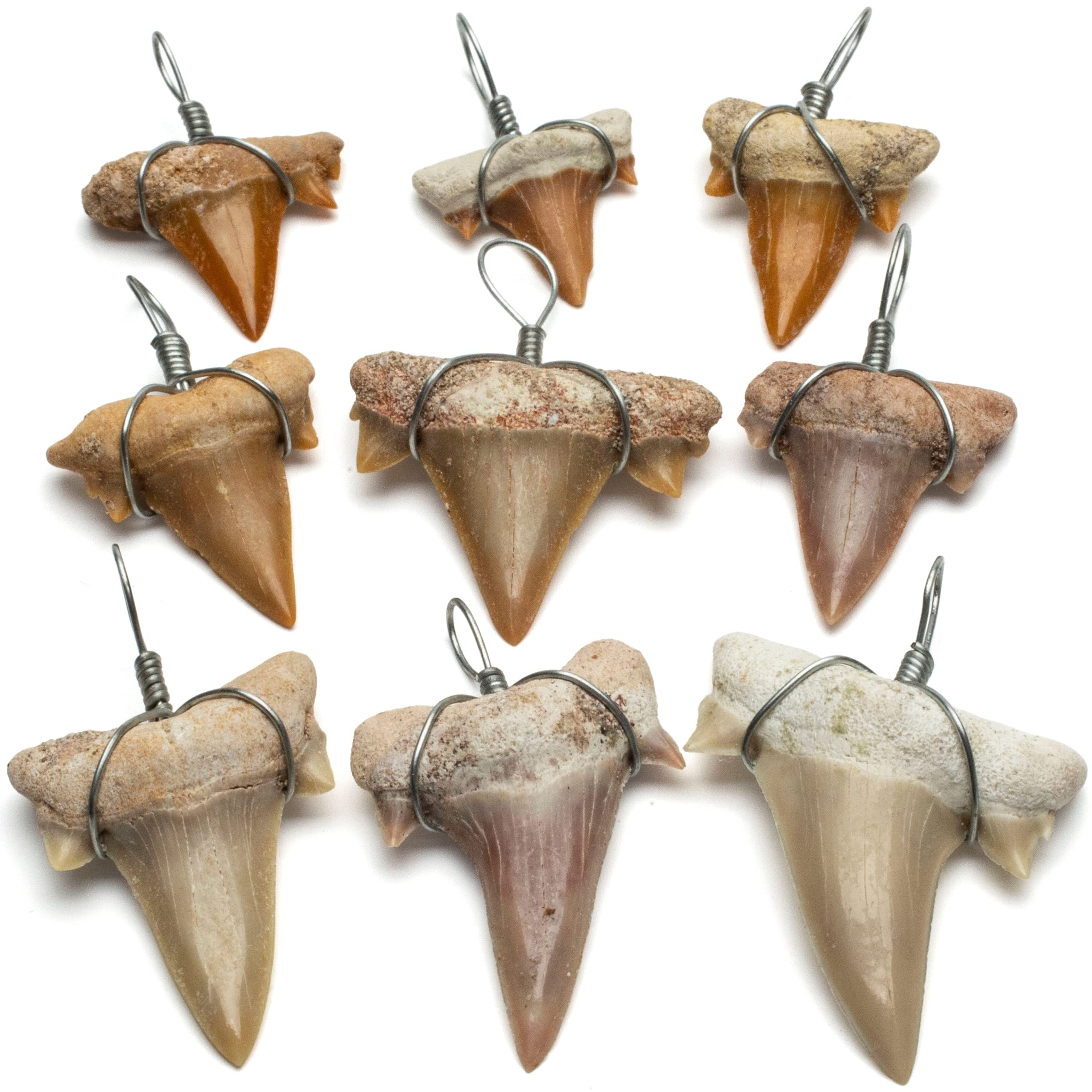Authentic Fossilized Prehistoric Shark Teeth from Morocco - 9 Pack Mini Wire Wrapped Teeth for Jewelry Making & Fossil Collections | Includes Information Card | Perfect for DIY Necklaces, Pendants & Science Education