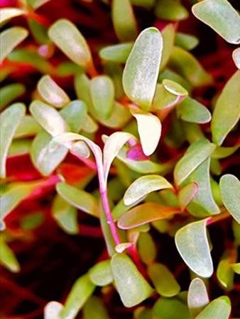 Organic Rainbow Swiss Chard Seeds - 1 Lb Non-GMO Heirloom Vegetable Seeds for Indoor & Outdoor Gardening, Microgreens, Hydroponics - Perfect for Home Gardens, Urban Farming & Healthy Eating