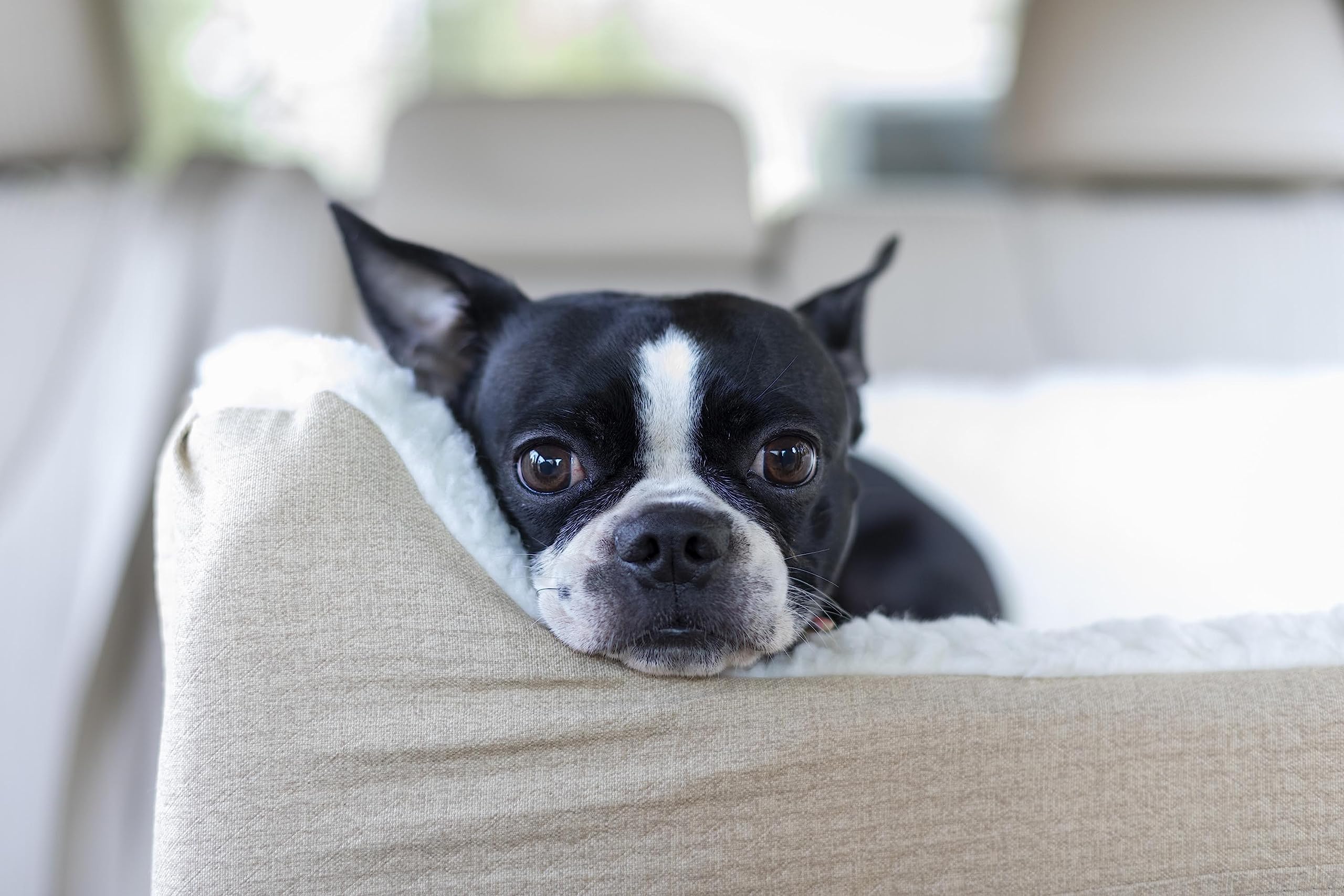 Snoozer Lookout I Dog Booster Car Seat for Small Dogs Under 25lbs - Medium Size Birch Diamond Fabric Pet Car Seat - Helps Prevent Dog Motion Sickness - Removable Washable Cover - Perfect for Road Trips, Vet Visits & Daily Car Rides