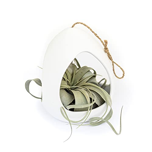 Large White Ceramic Hanging Planter with 2 Live Air Plants (Tillandsia) - Easy Care Indoor/Outdoor Decor for Home, Office & Garden - Wholesale Bulk Houseplants from South America - Perfect for Boho Style, Modern Living Rooms & Patio Decorations
