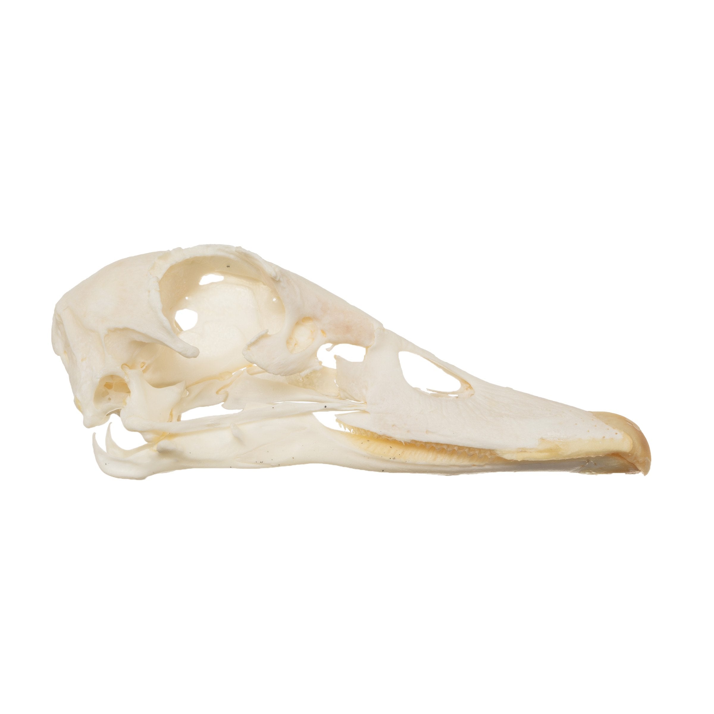 Authentic Real Muscoly Duck Skull - Natural Bone Specimen for Taxidermy, Oddities Collection, and Gothic Decor - Perfect for Halloween, Dark Aesthetic, and Science Education