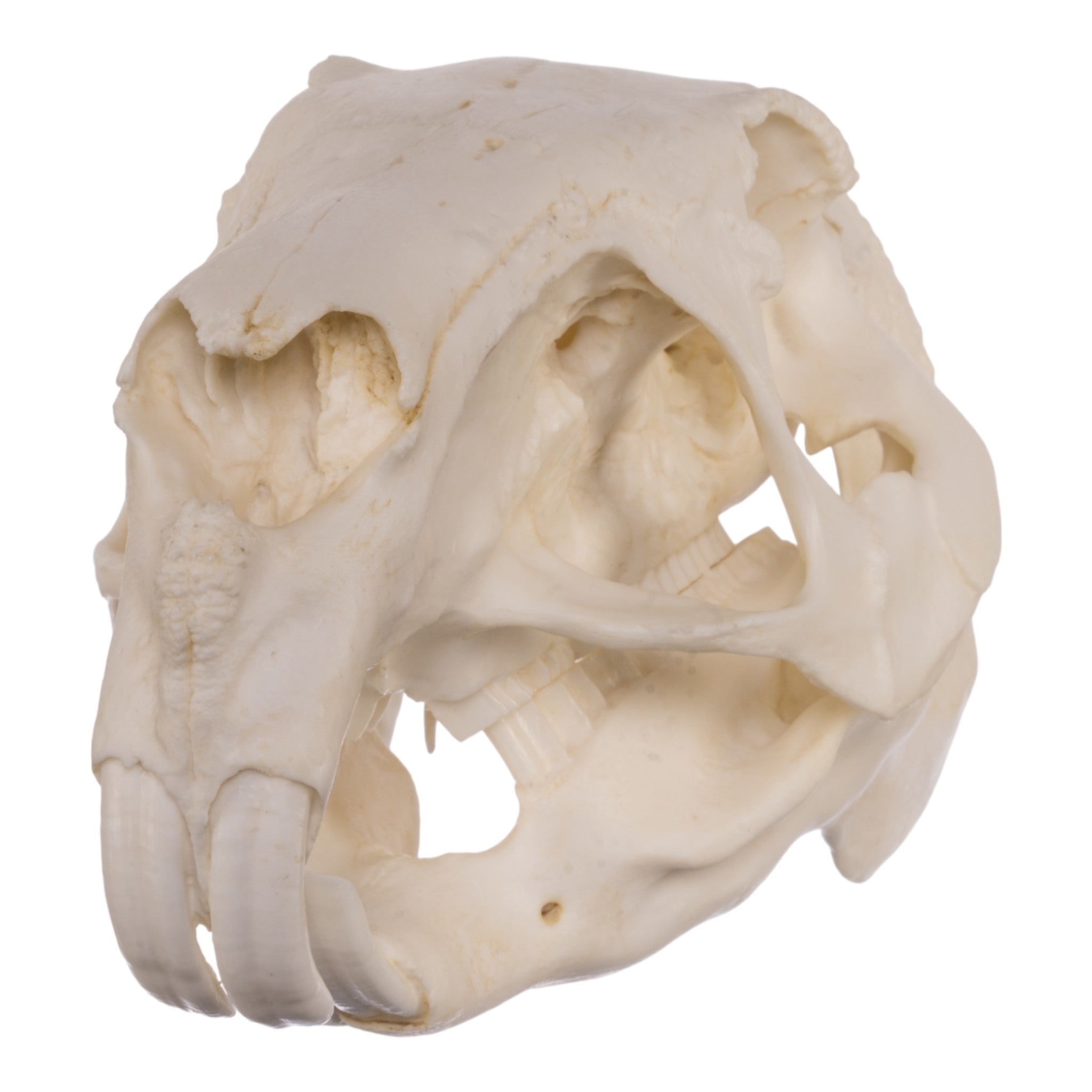 Authentic Replica Capybara Skull - Lifelike Animal Skull Model for Home Decor, Educational Display & Halloween Props