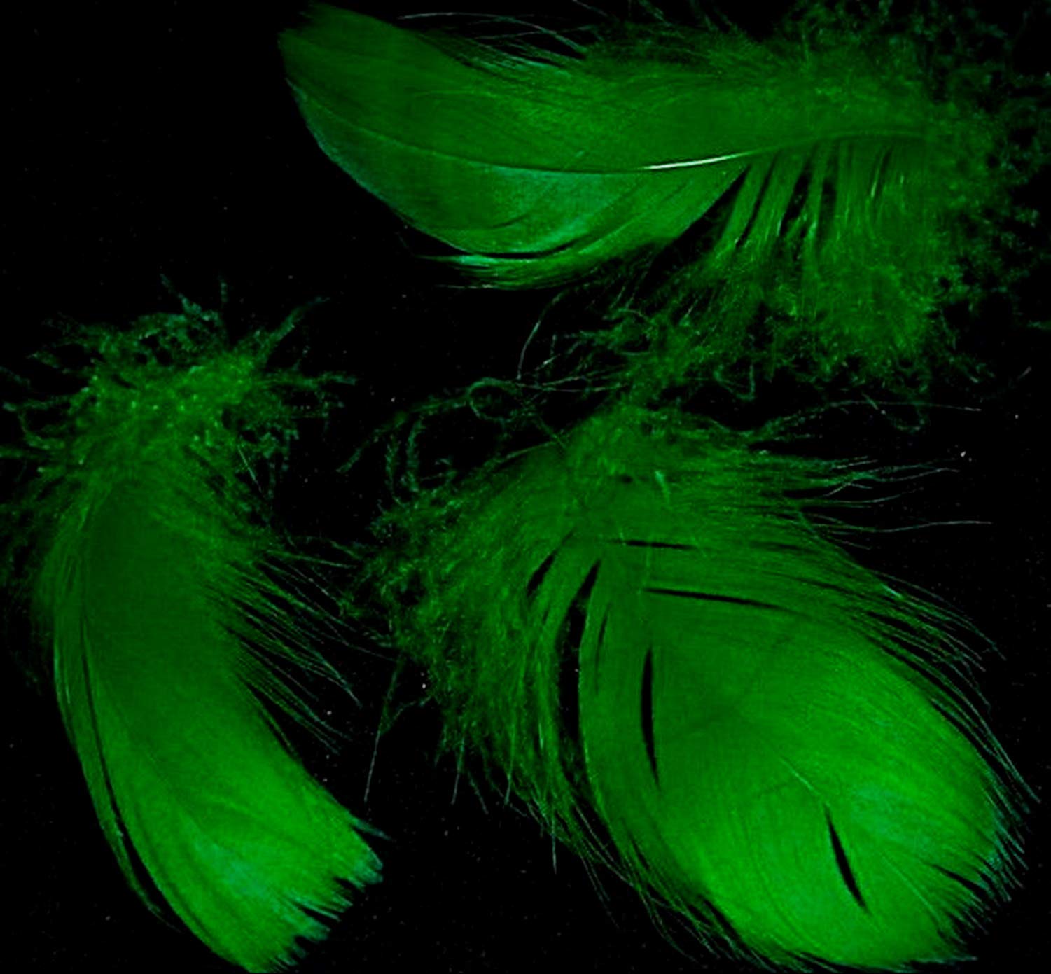 50+ Deep Kelly Green Goose Coquille Crafting Feathers for DIY Millinery - Perfect for Costumes, Hats, Hair Accessories, Masks, Wedding & Party Decorations | Bulk Craft Supplies for Creative Projects