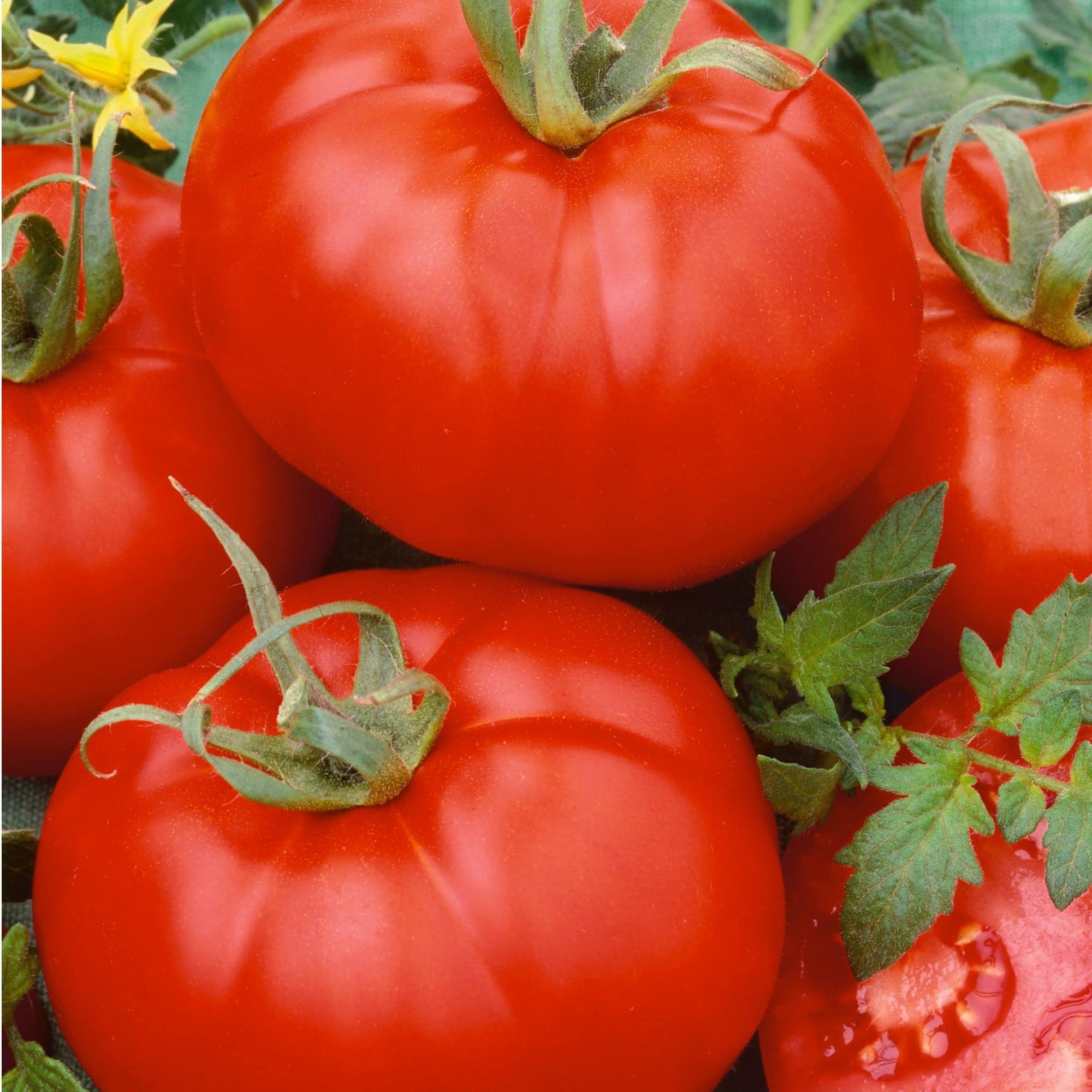 Organic Ace 55 VF Tomato Seeds - 4 Oz ~40,000 Seeds - Determinate Heirloom, Non-GMO - Vegetable Gardening for Home Garden, Canning & Fresh Eating